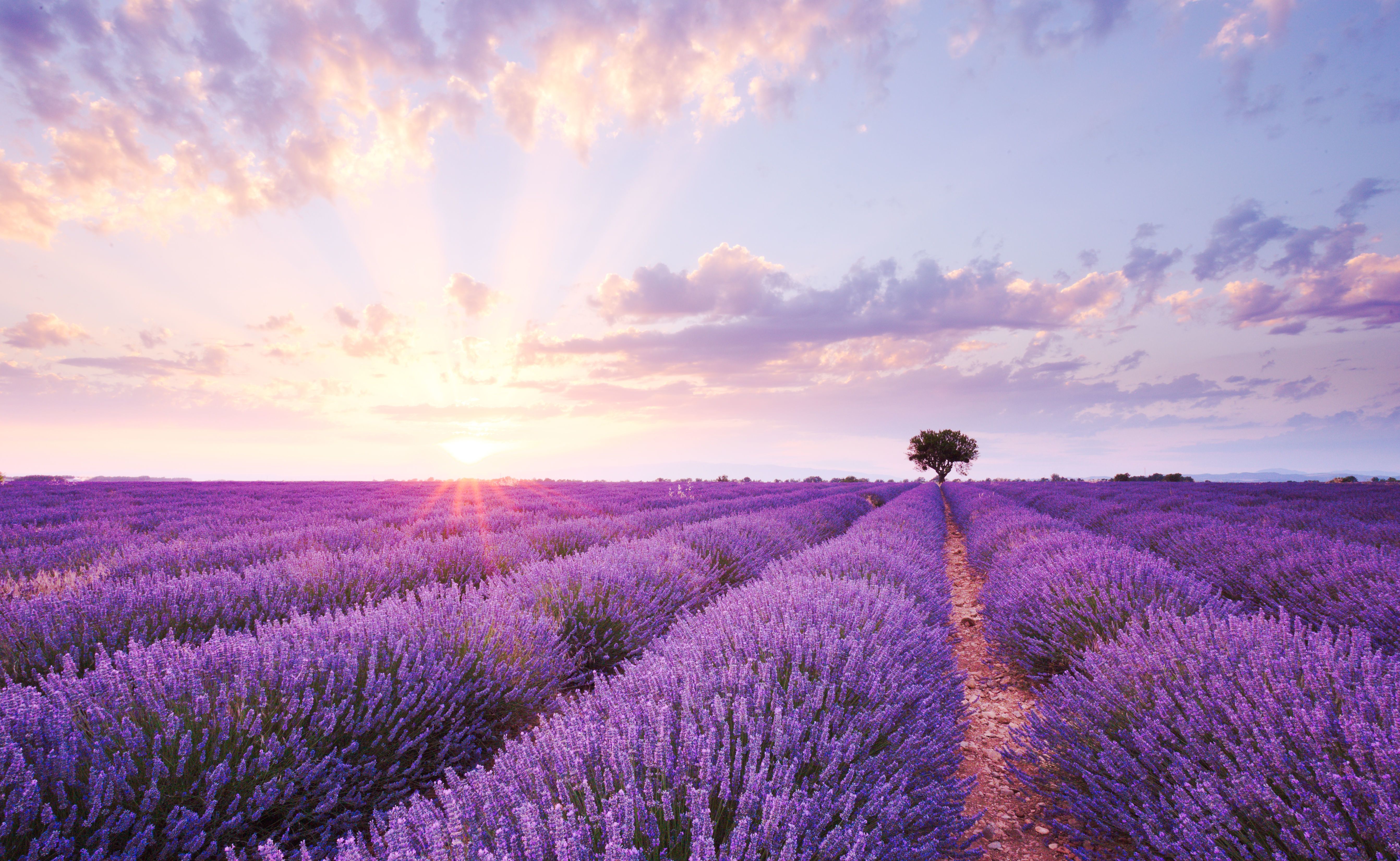 lavender fields provence