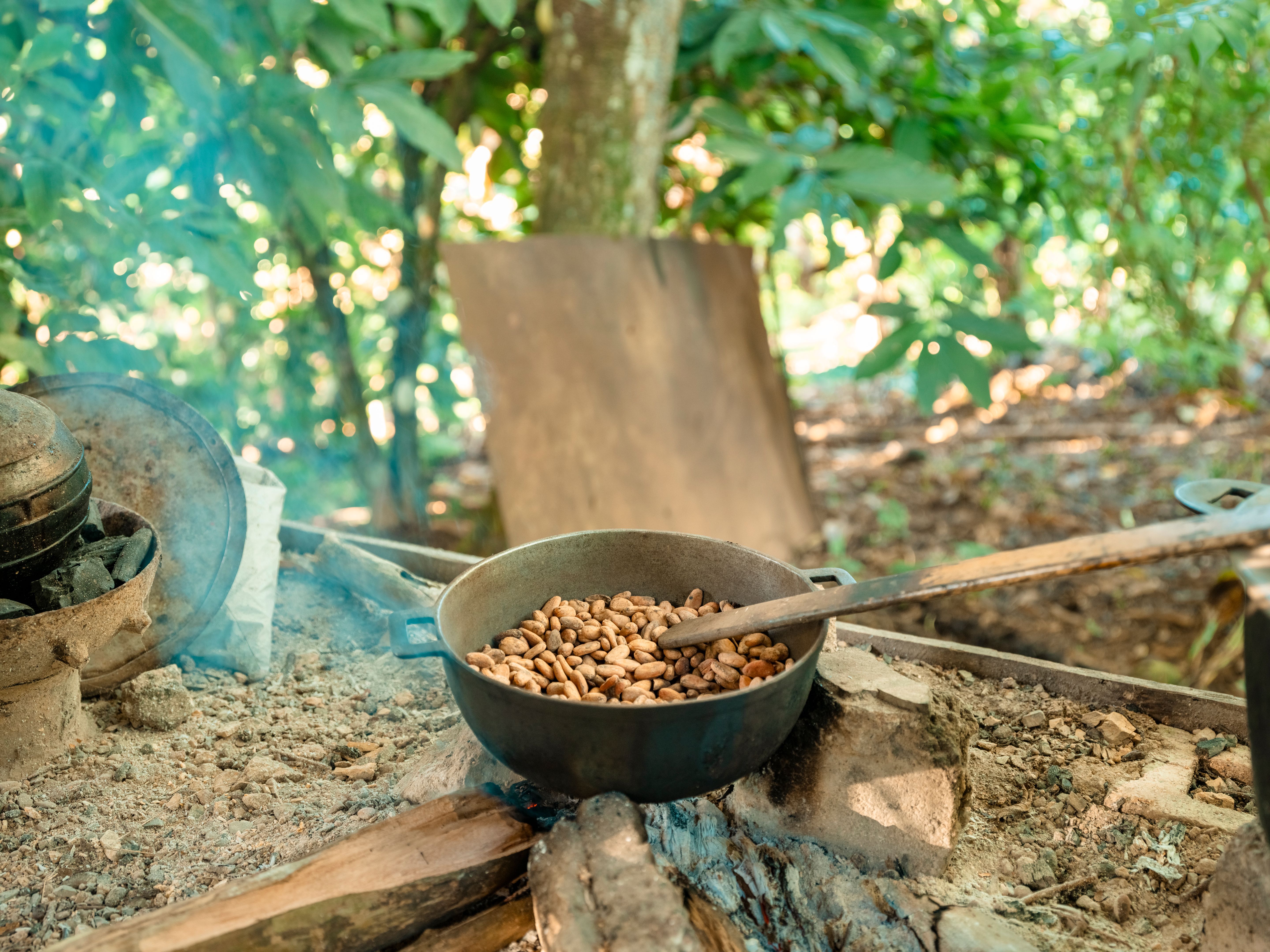 Fermented cocoa beans ready for old-fashion roasting in dominican republic Fermented cocoa beans ready for old-fashion roasting in dominican republic