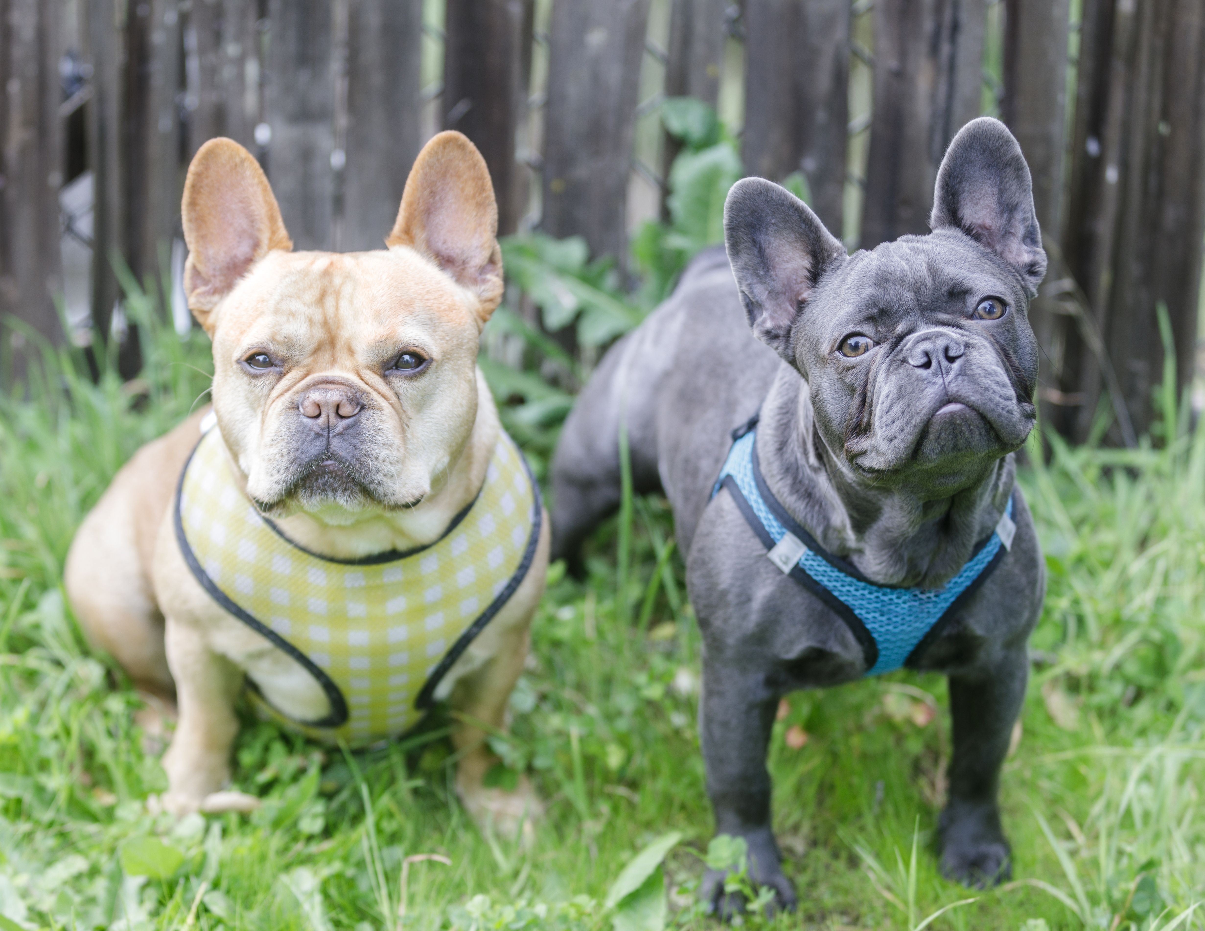 Red tan (left) and blue Isabella (right) Frenchie buddies. Off-leash dog park in Northern California. Red tan (left) and blue Isabella (right) Frenchie buddies. Off-leash dog park in Northern California.