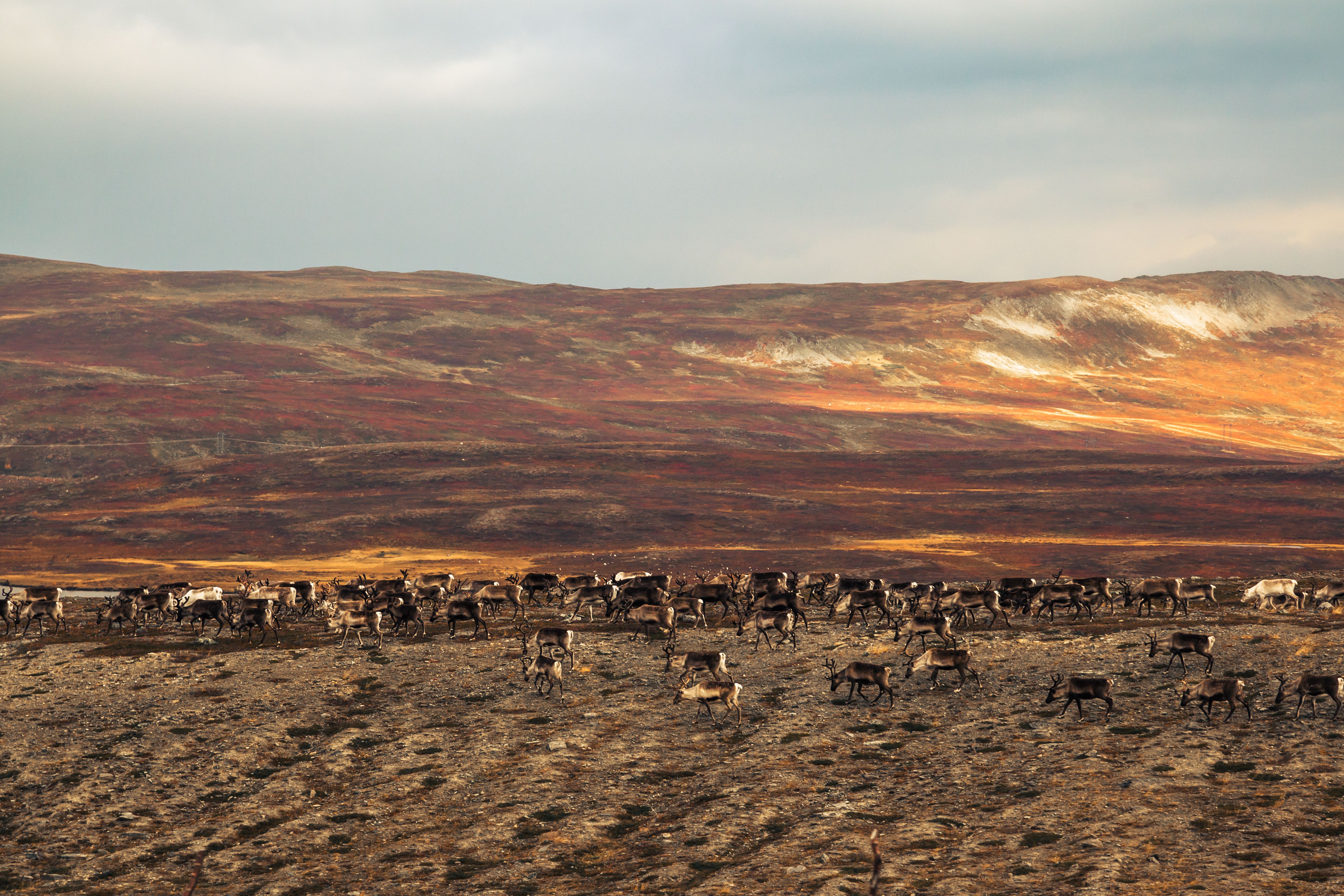 reindeer herding