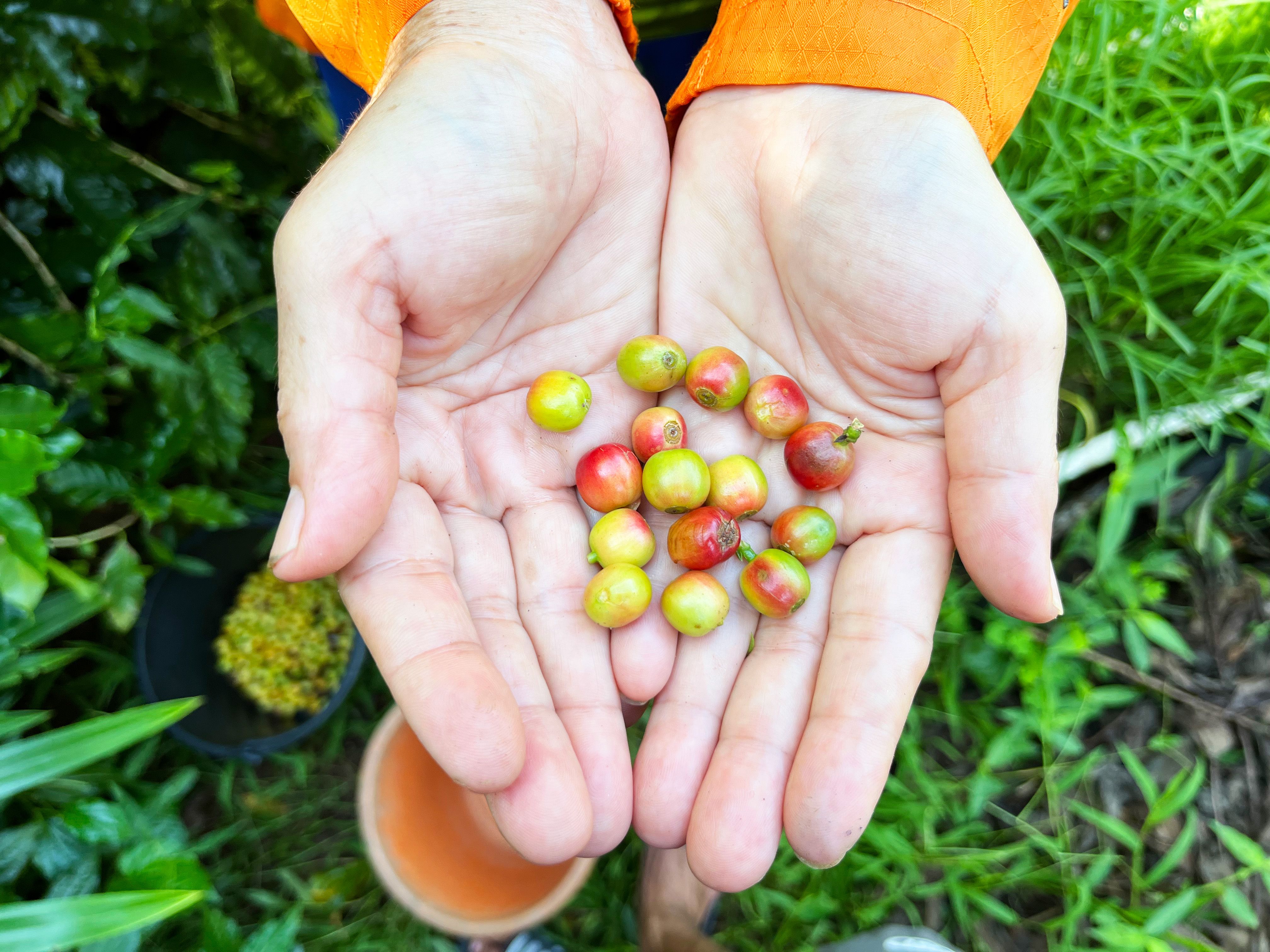 sustainable coffee farming