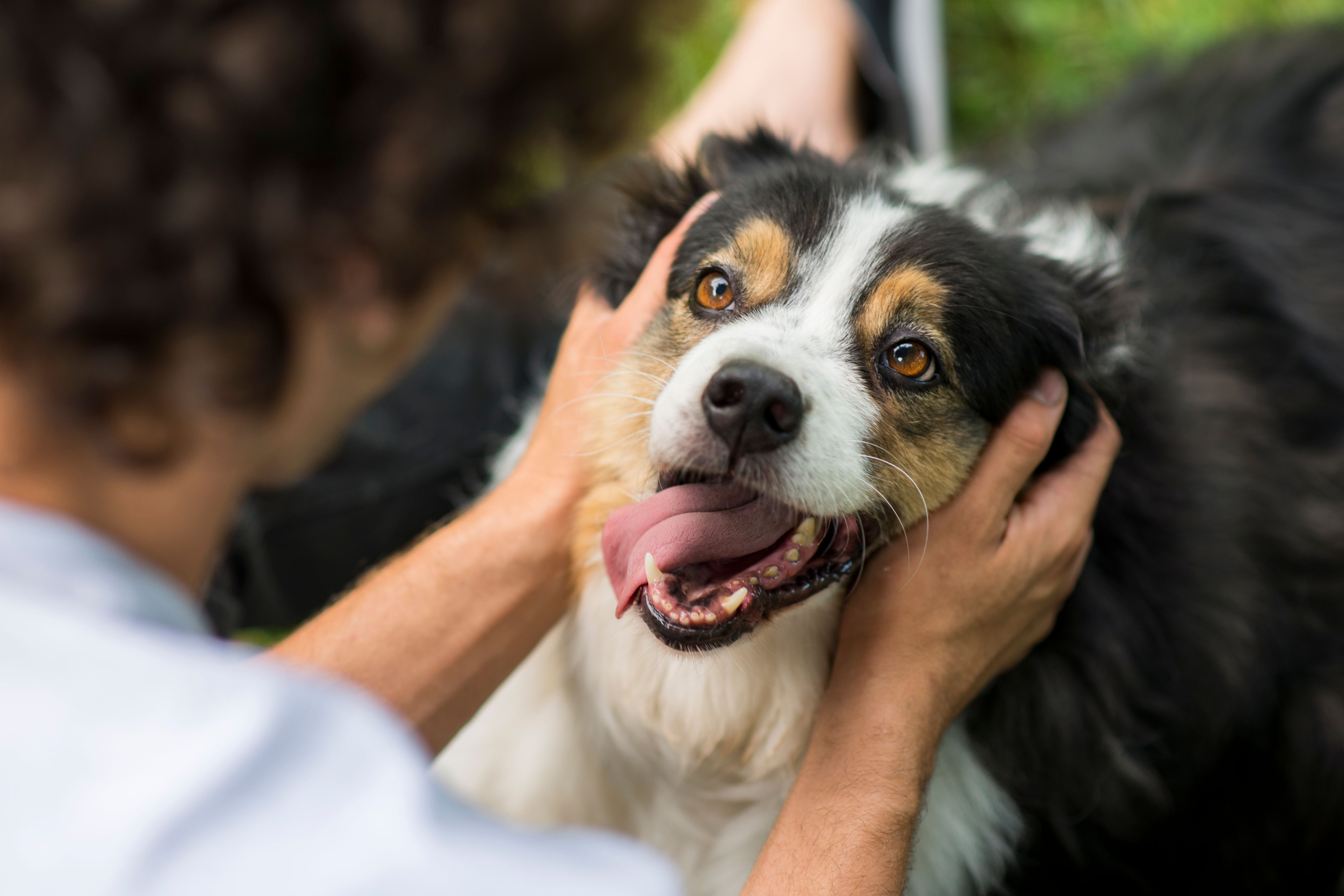 active australian shepherd