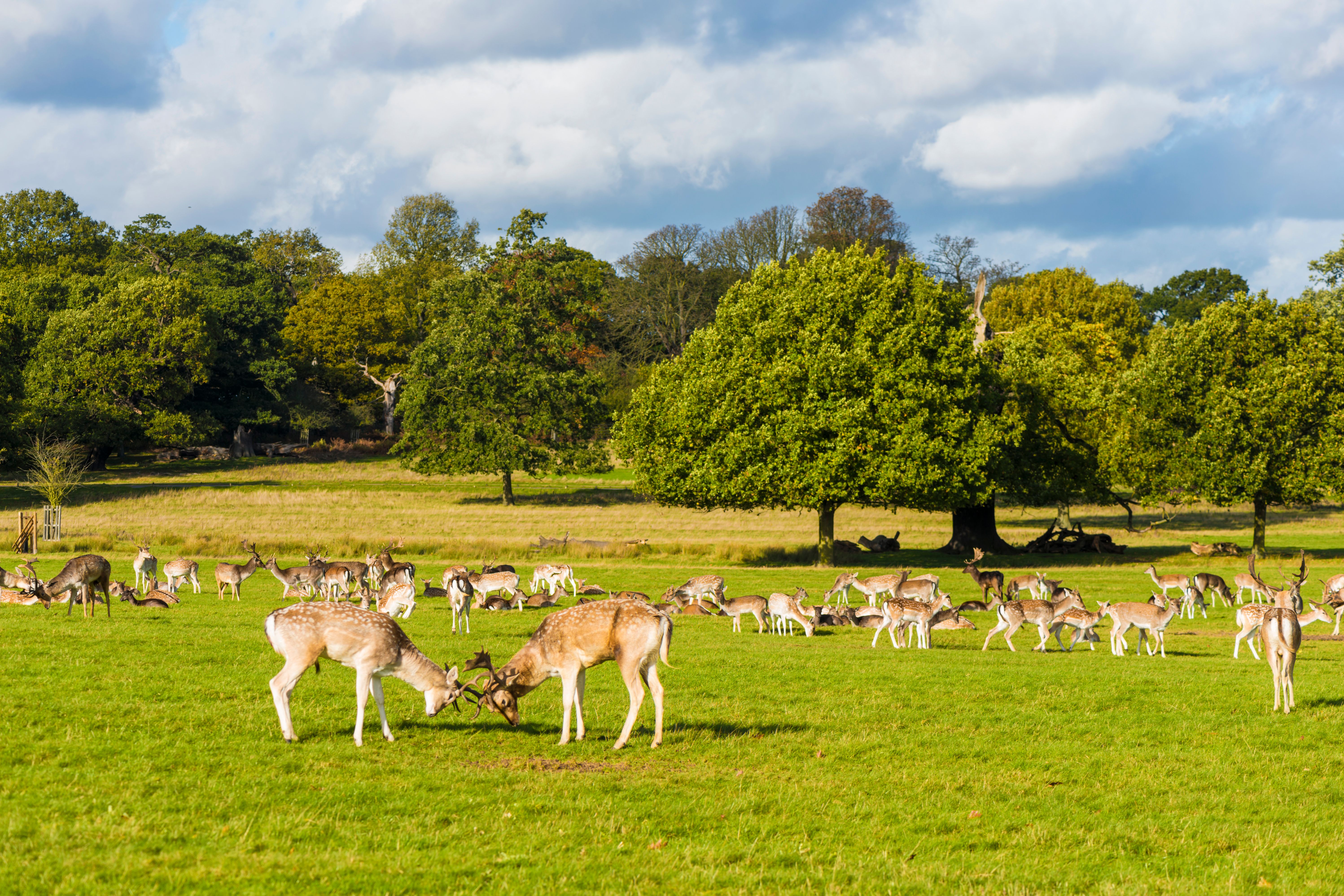 richmond park