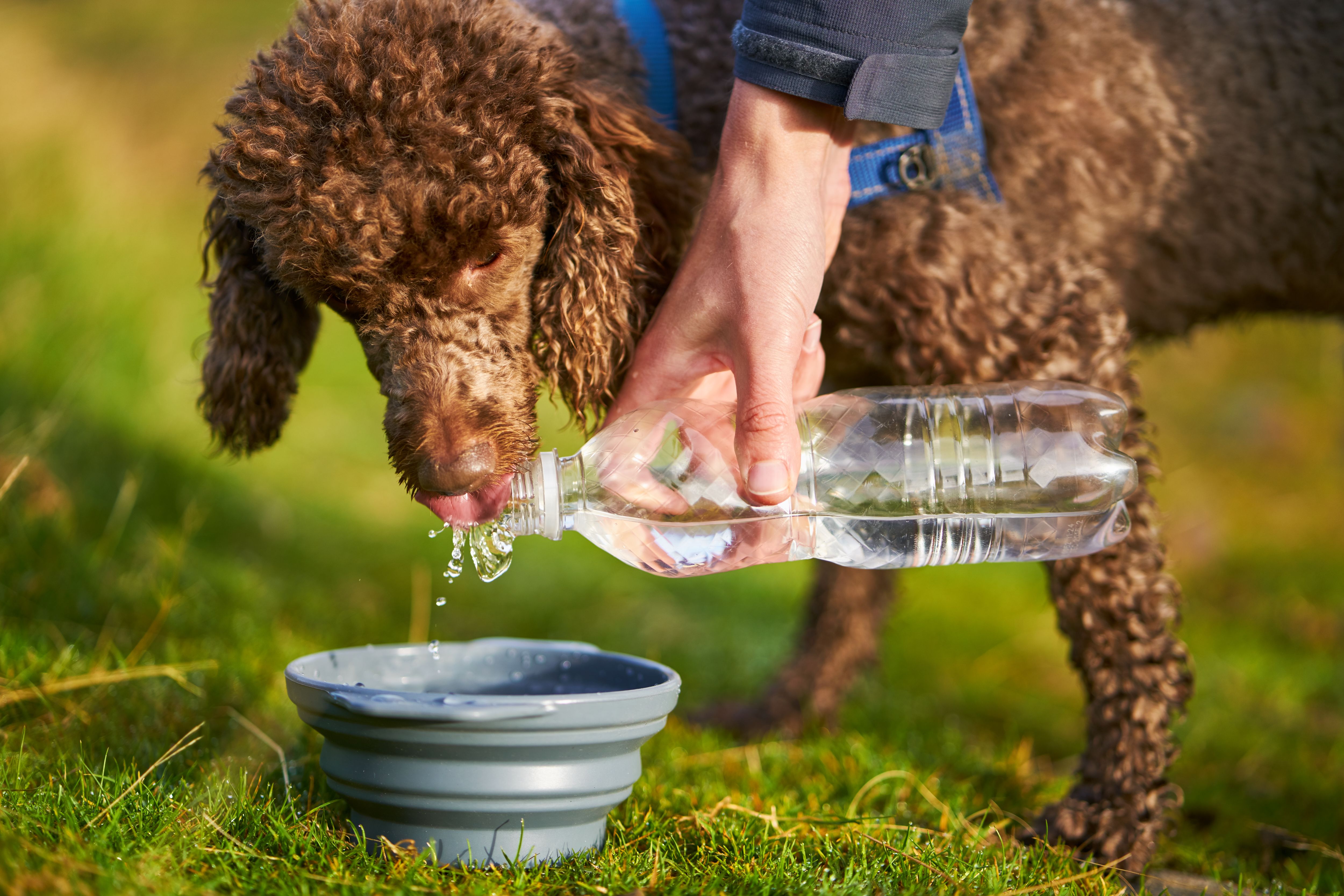 dog drinking water
