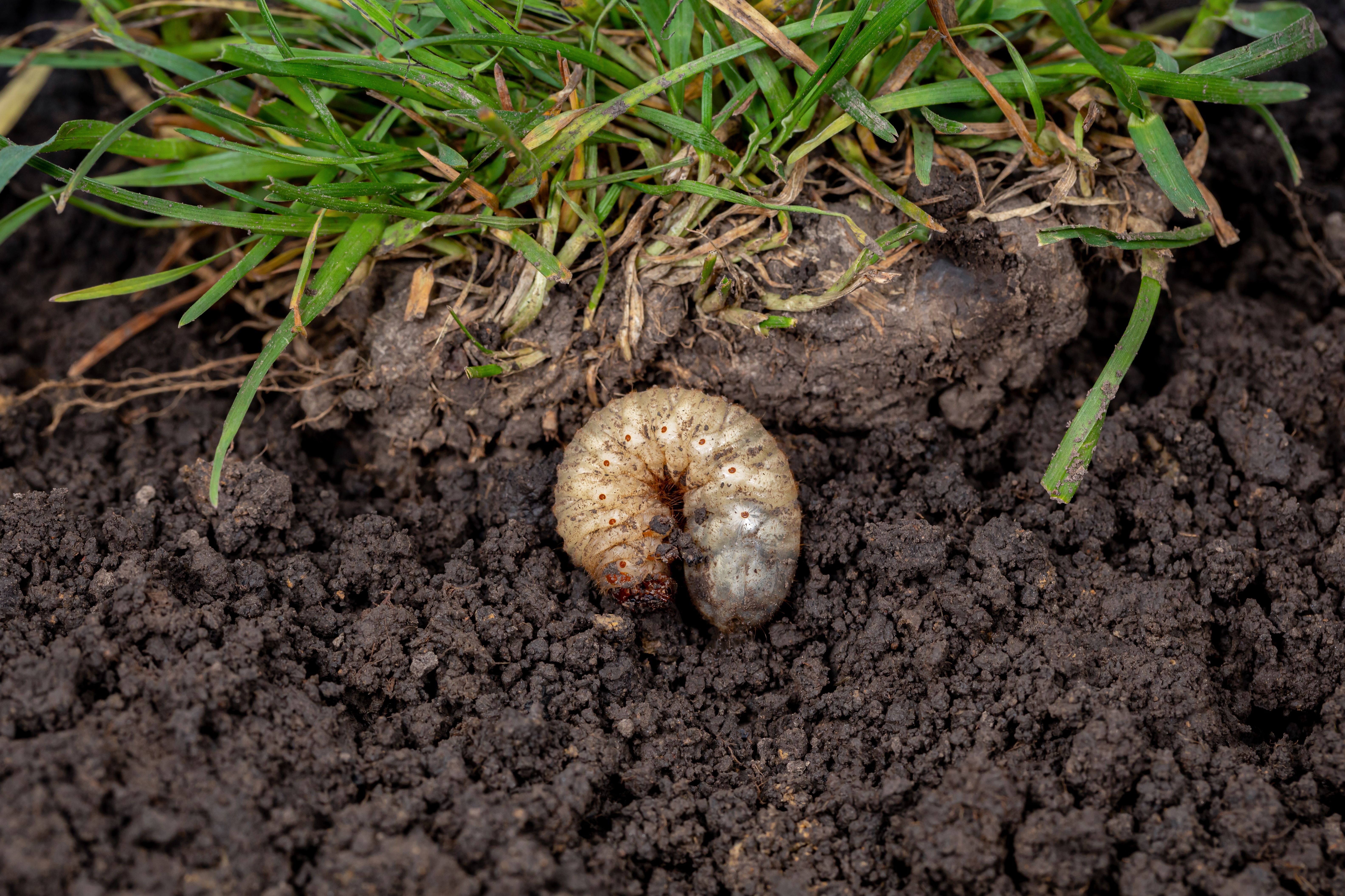 lawn pests control