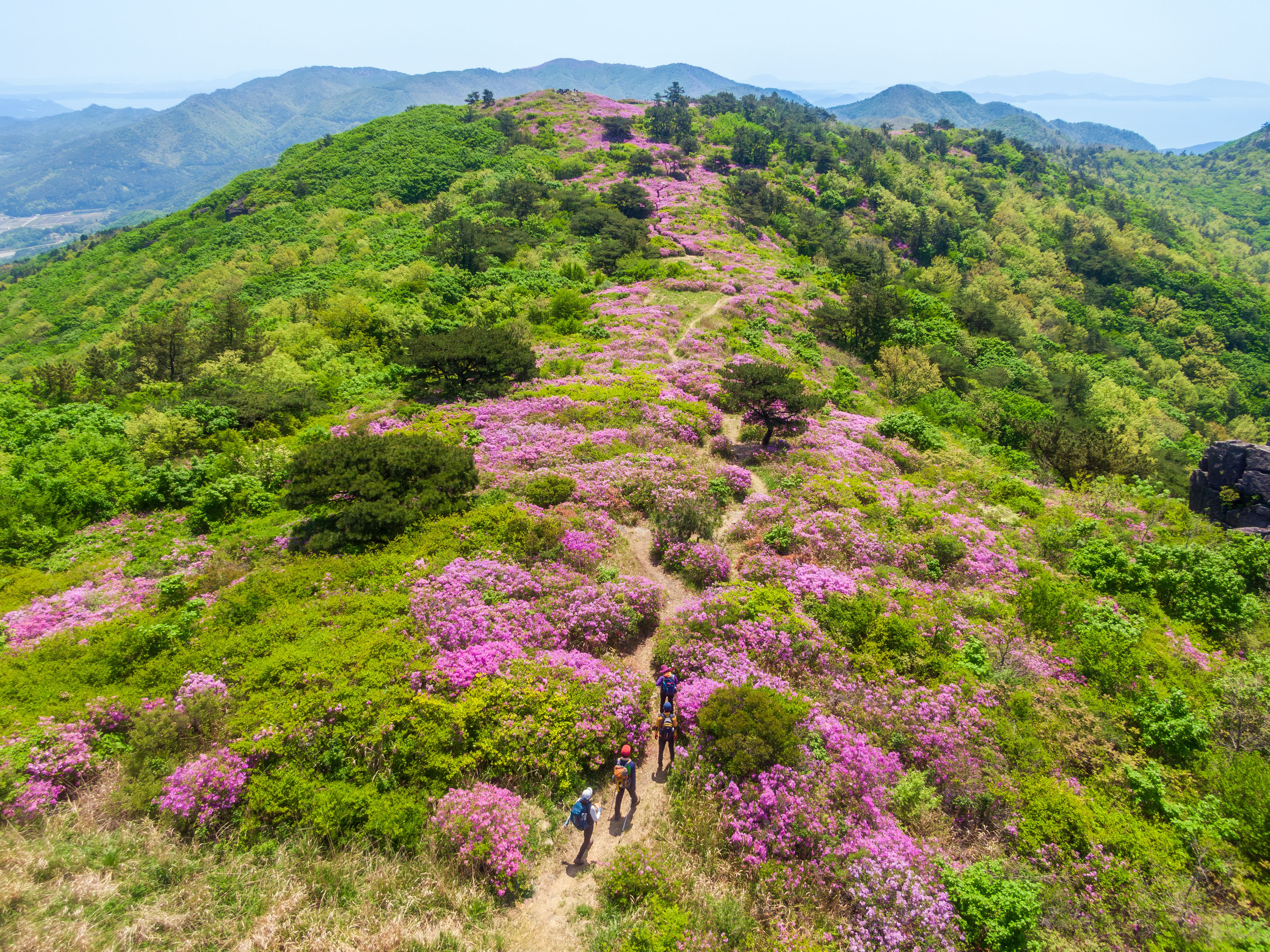 trekking rhododendrons