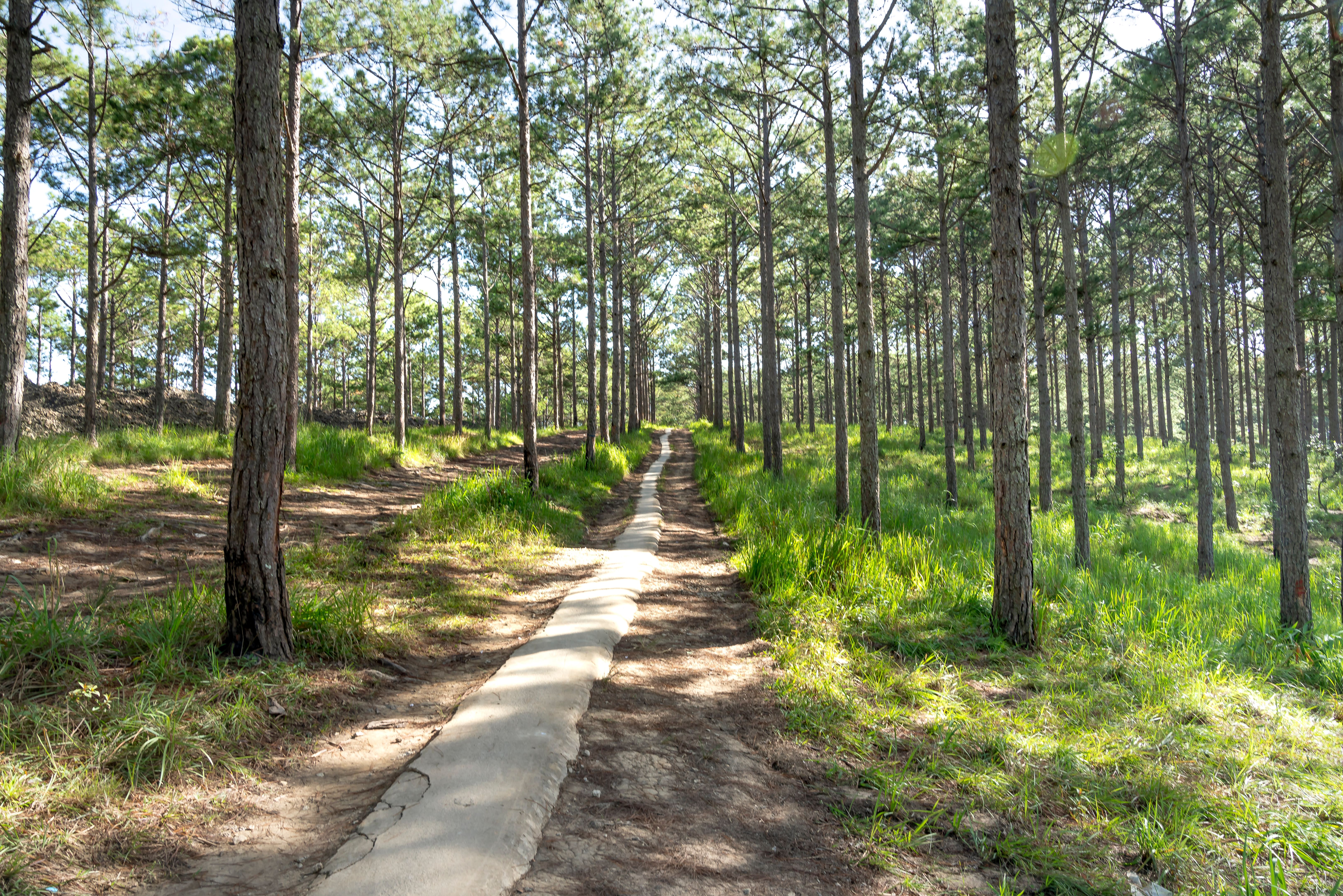 A trail through the pine forest in the morning in Lam Dong Province, Vietnam