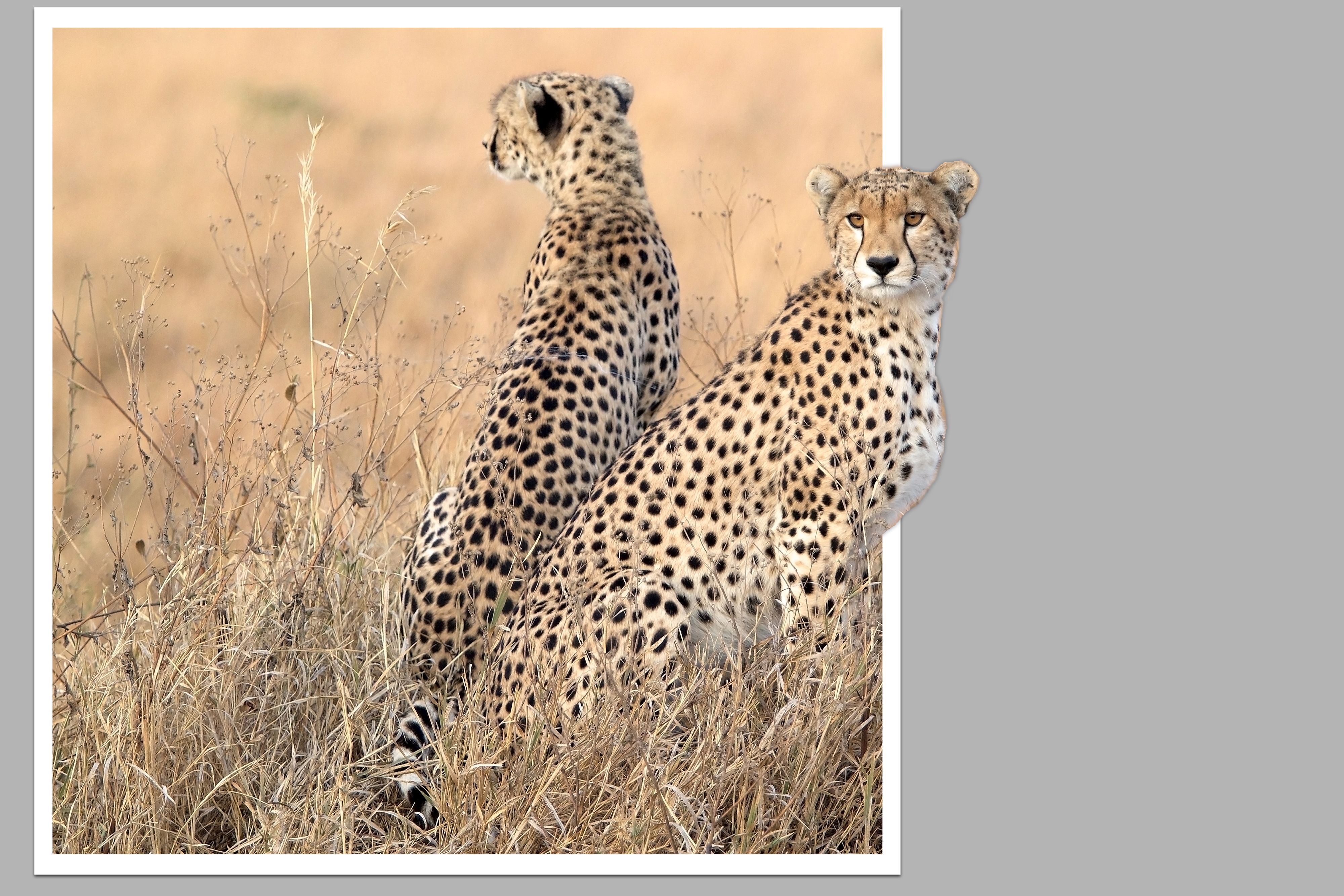 Cheetah (Acinonyx jubatus)