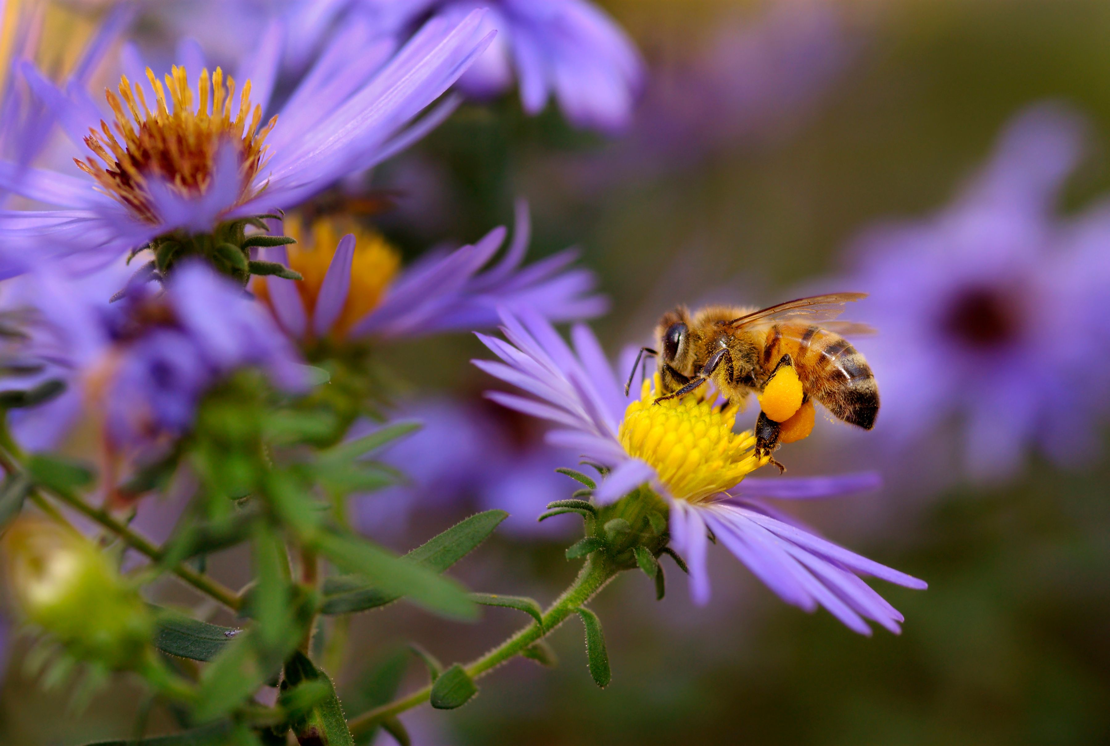 pollinator garden flowers