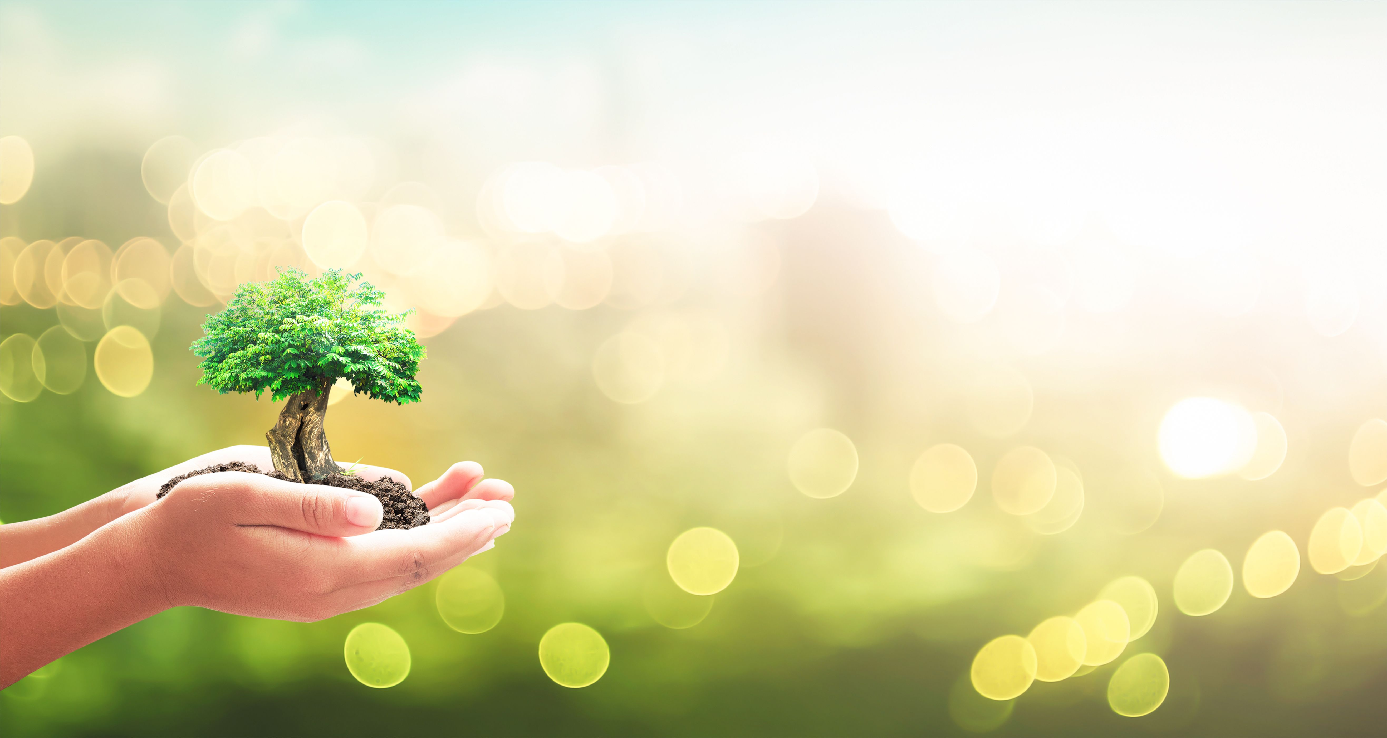eco friendly services