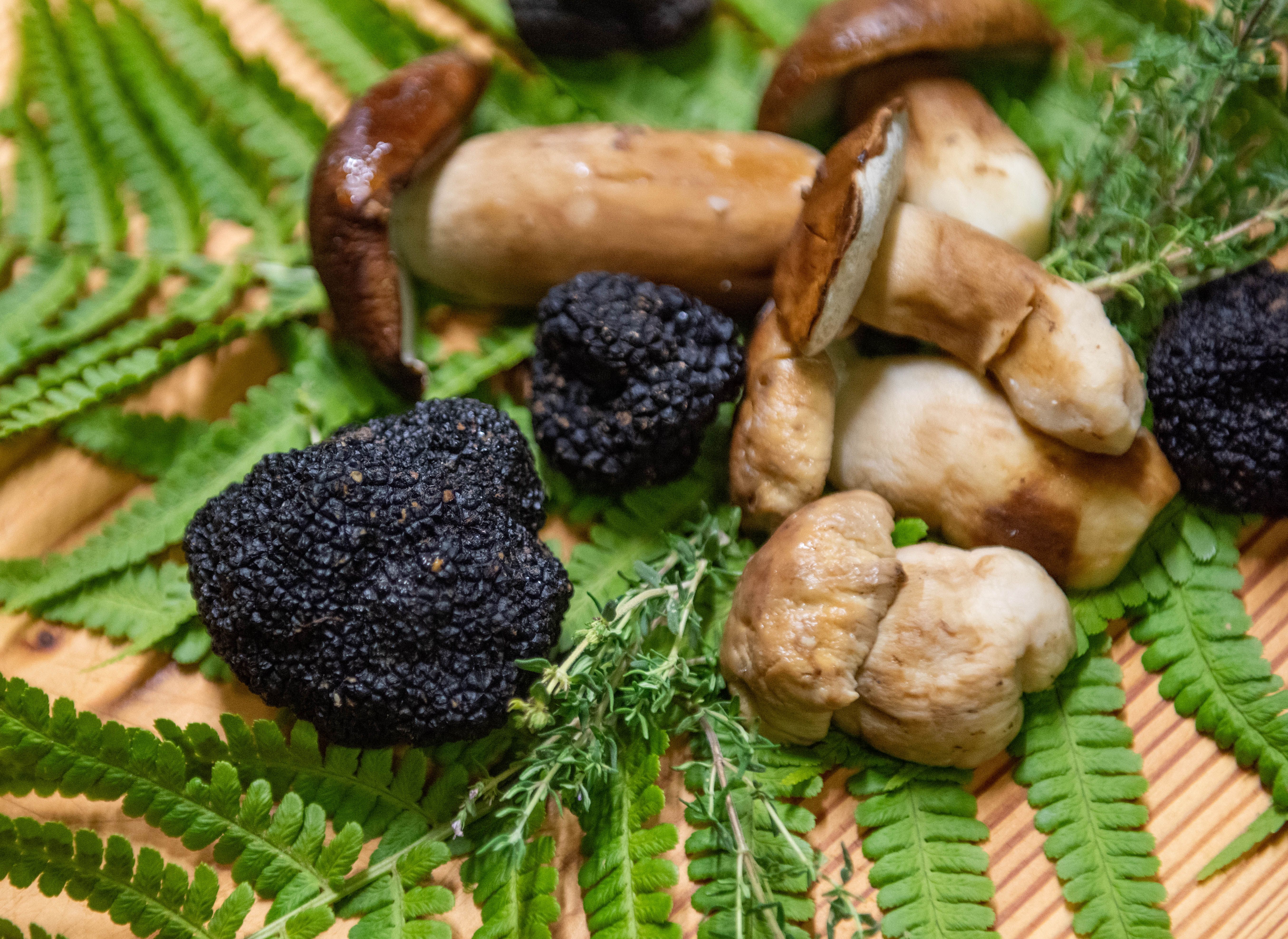 fresh mushroom selection