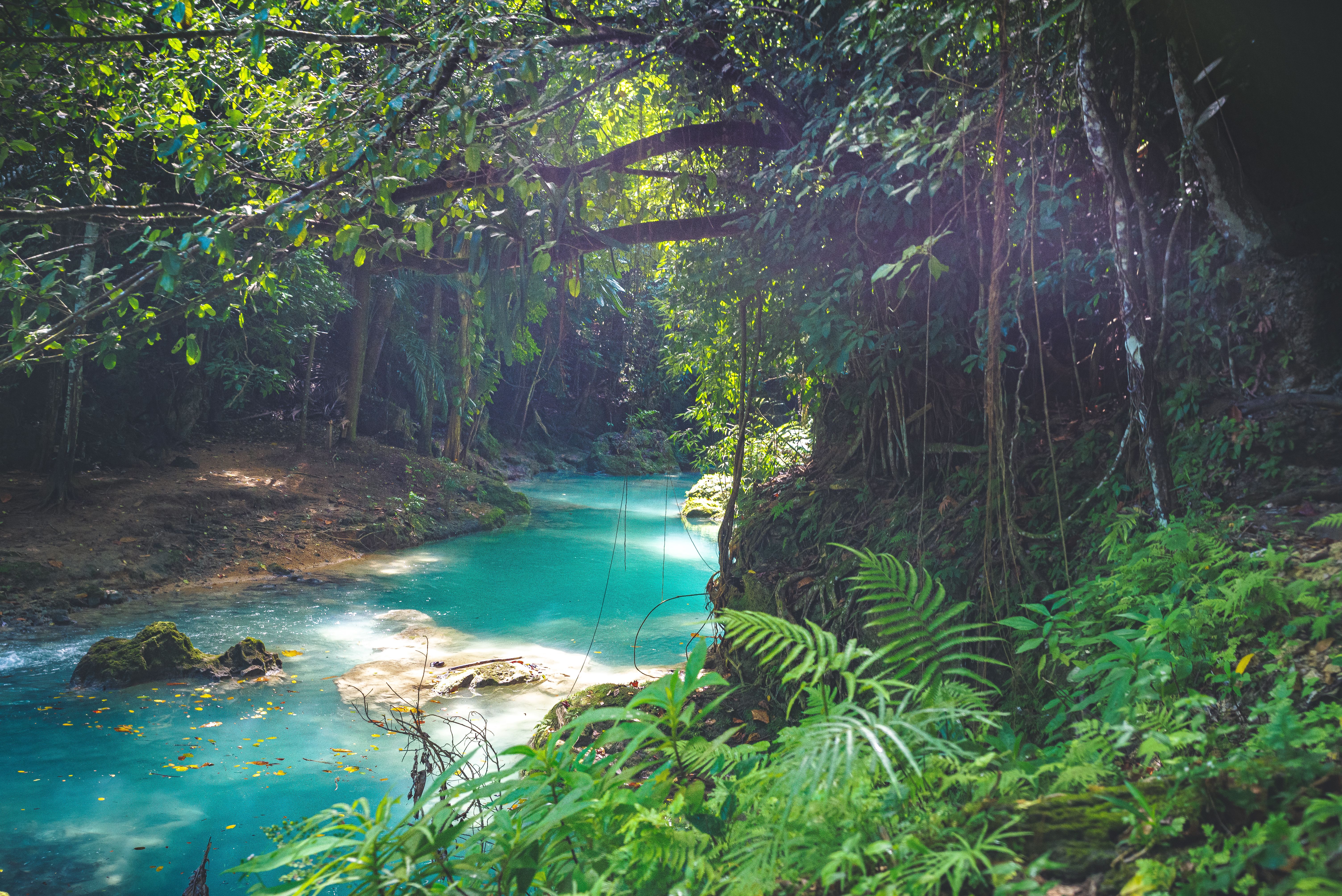 jamaica rainforest