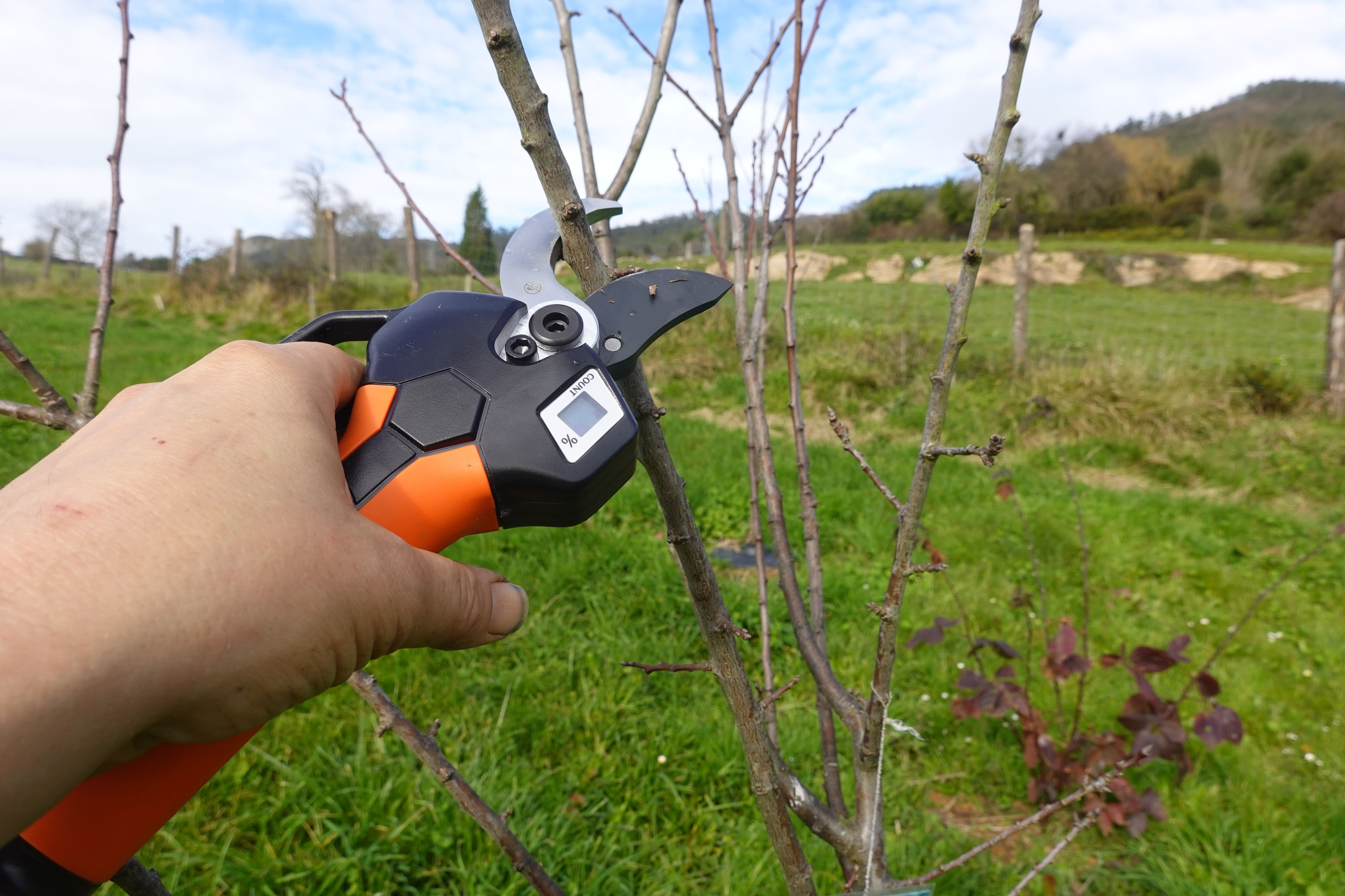 orchard pruning