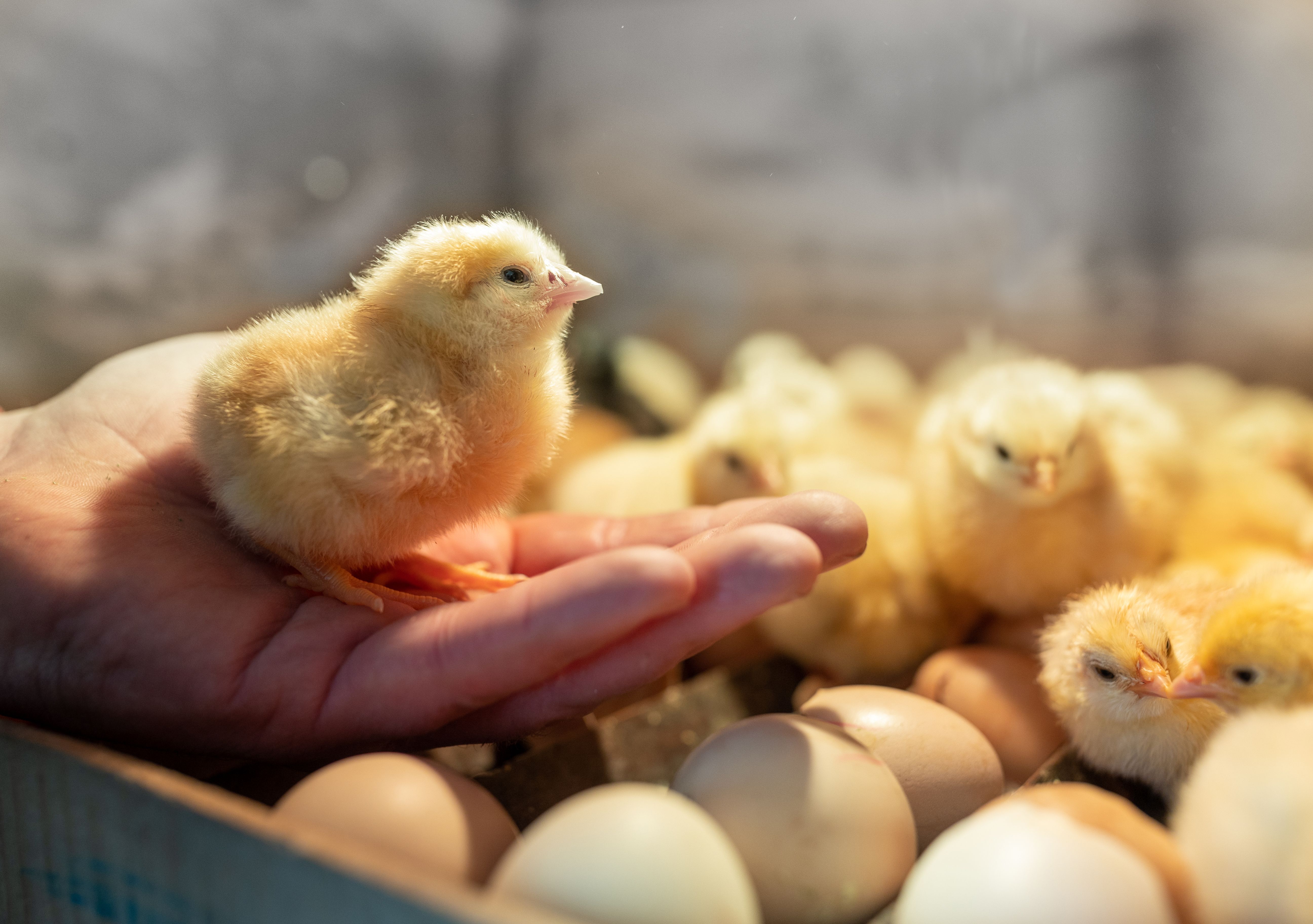 Little yellow chick on male's hand in incubator