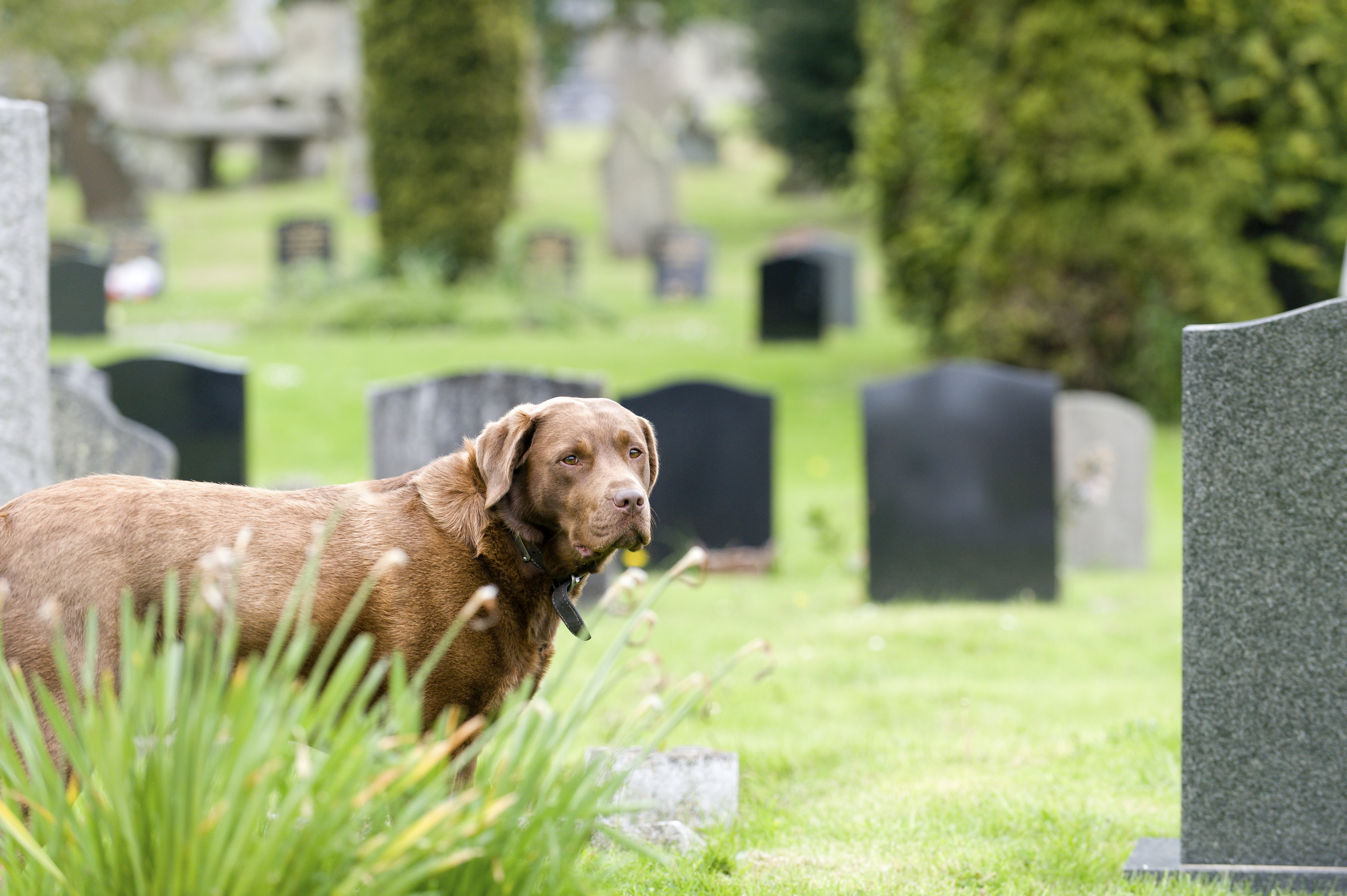 pet burial service