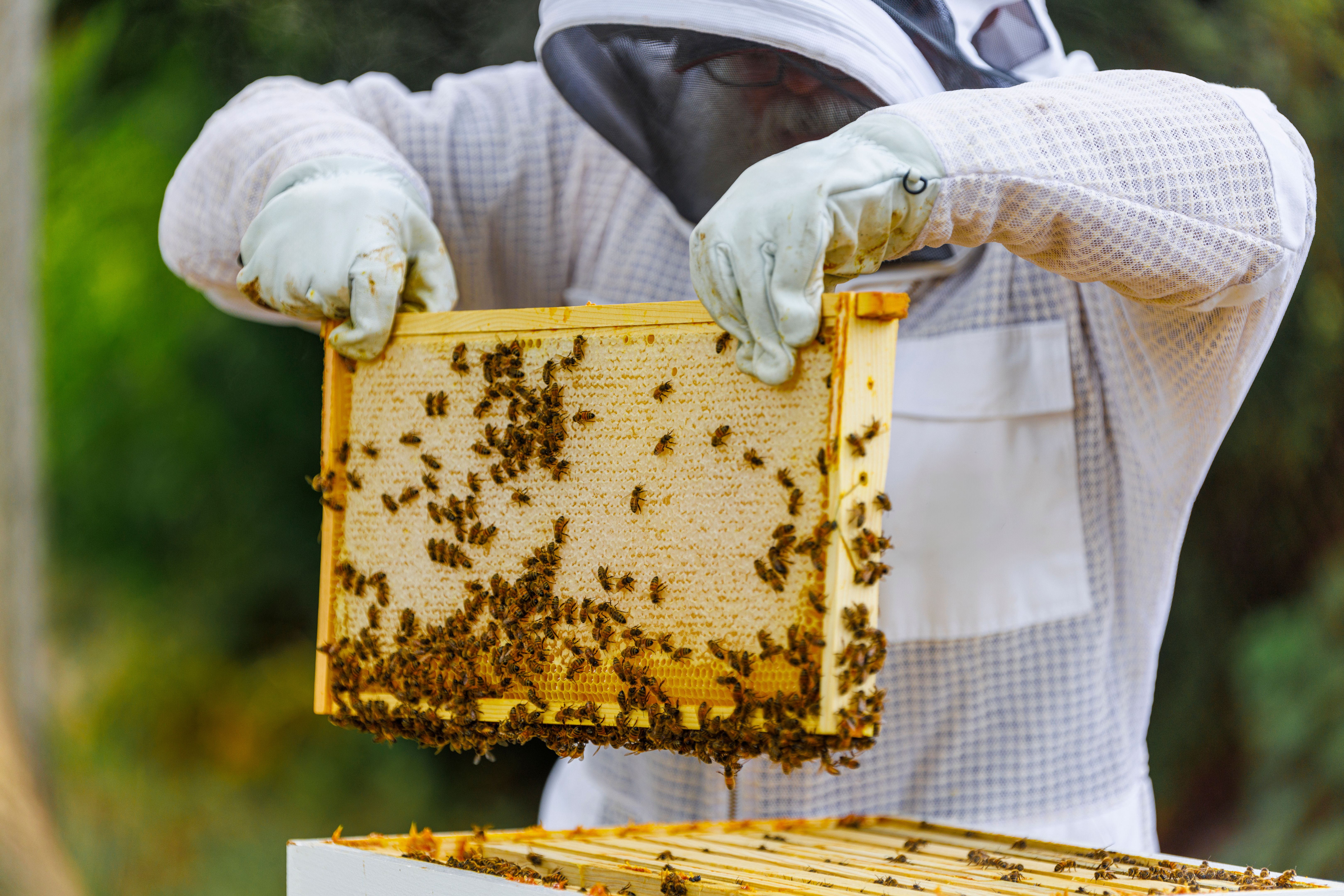 Hive examining. Beekeeper examines honeycomb frame in outdoor apiary. Hive examining. Beekeeper examines honeycomb frame in outdoor apiary.