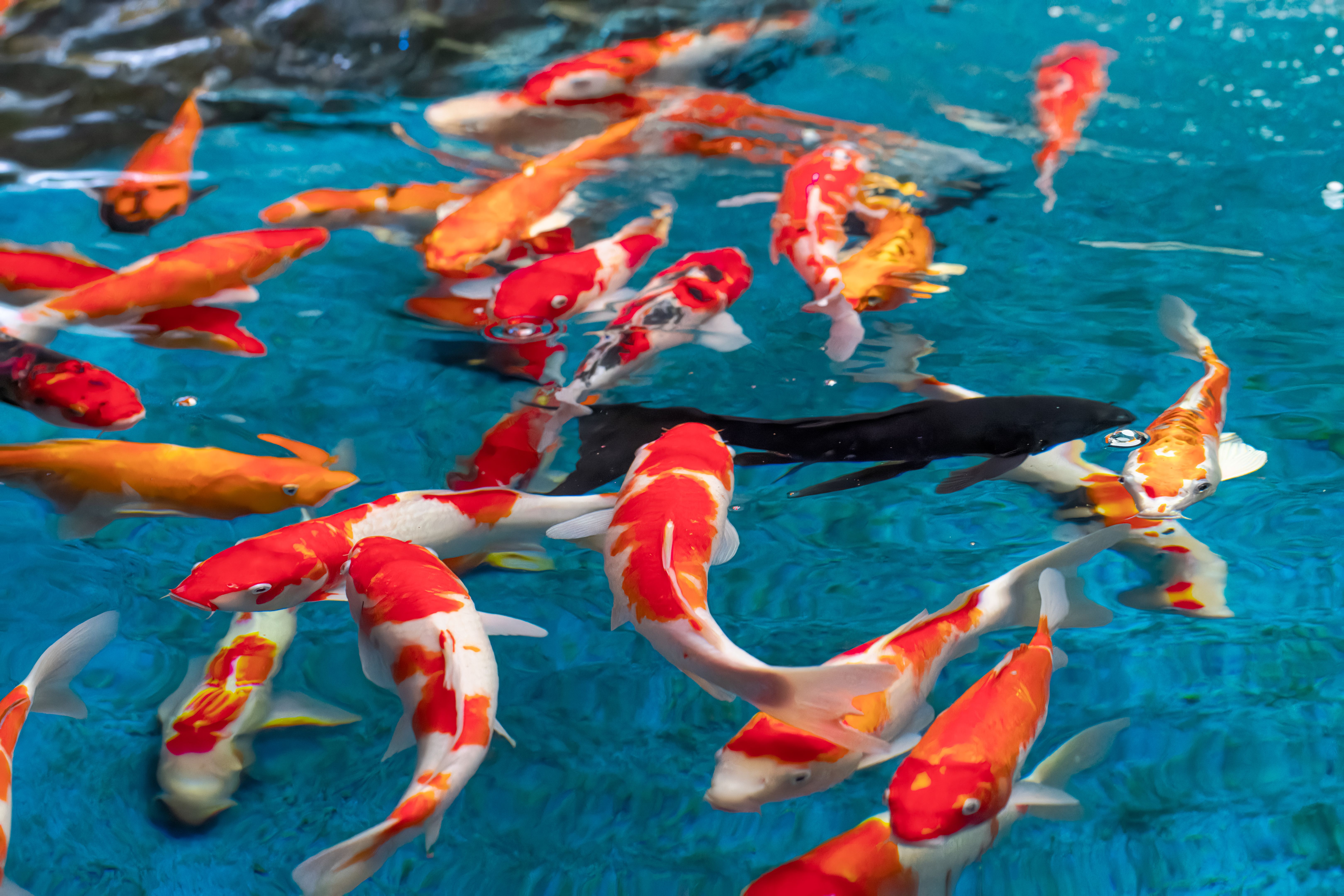 weight loss swimming