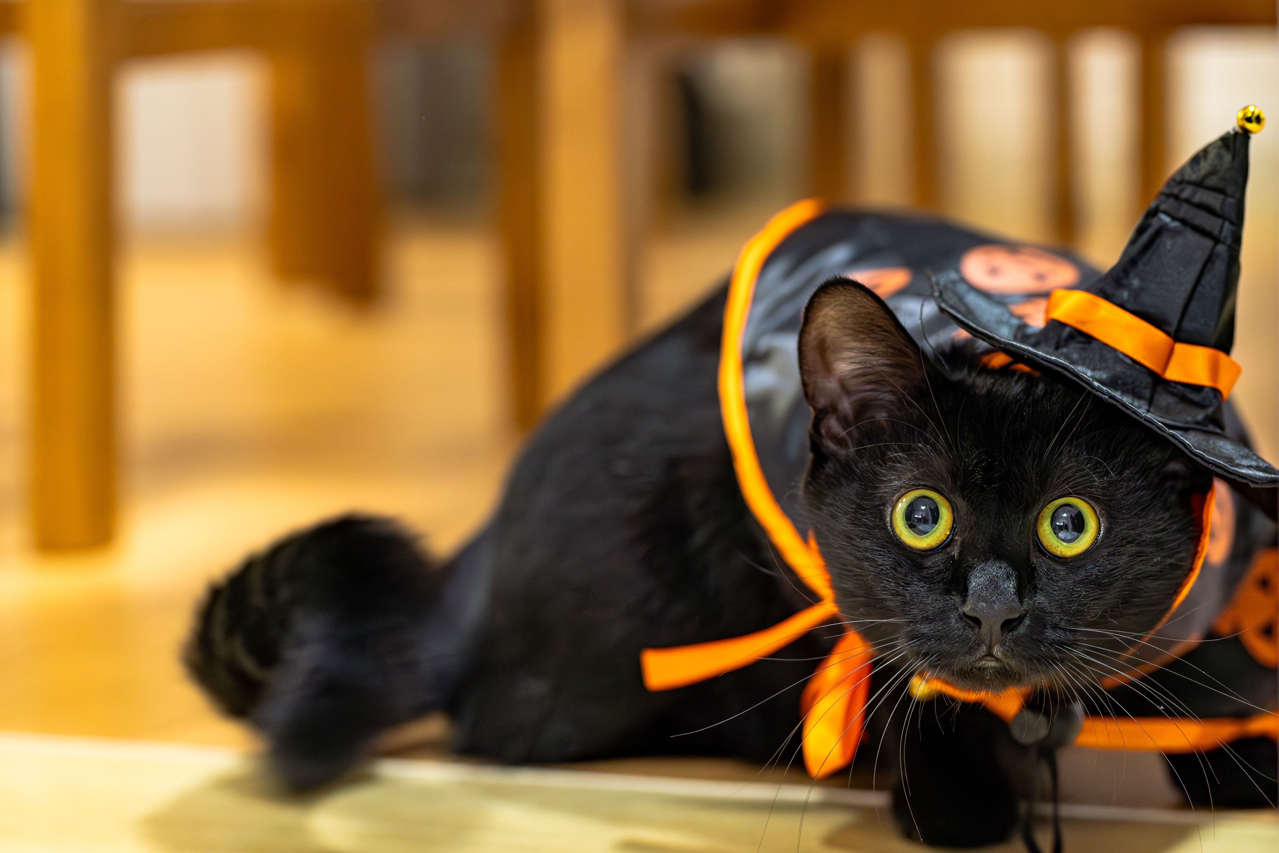 Black cat for Halloween