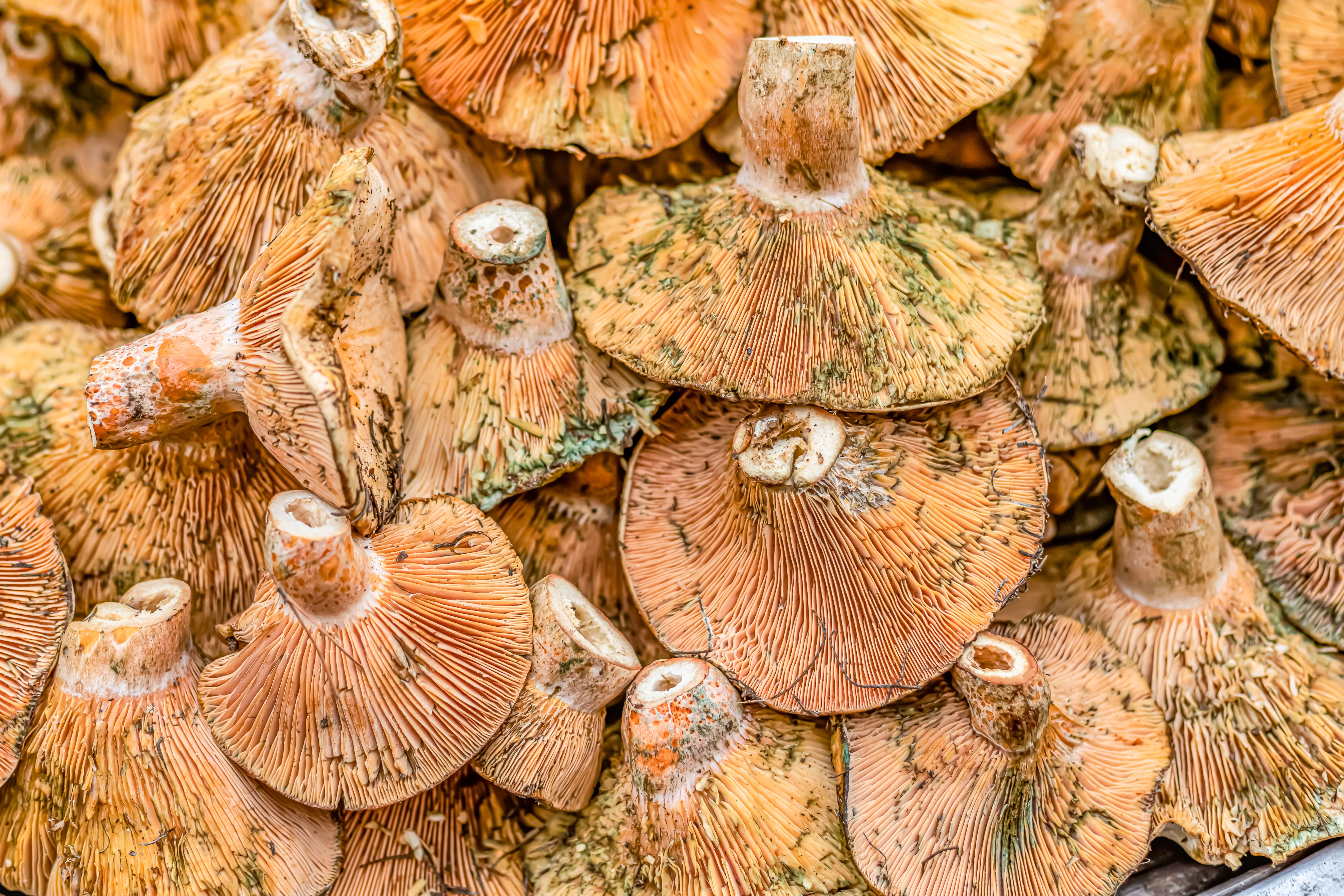 fresh mushrooms market