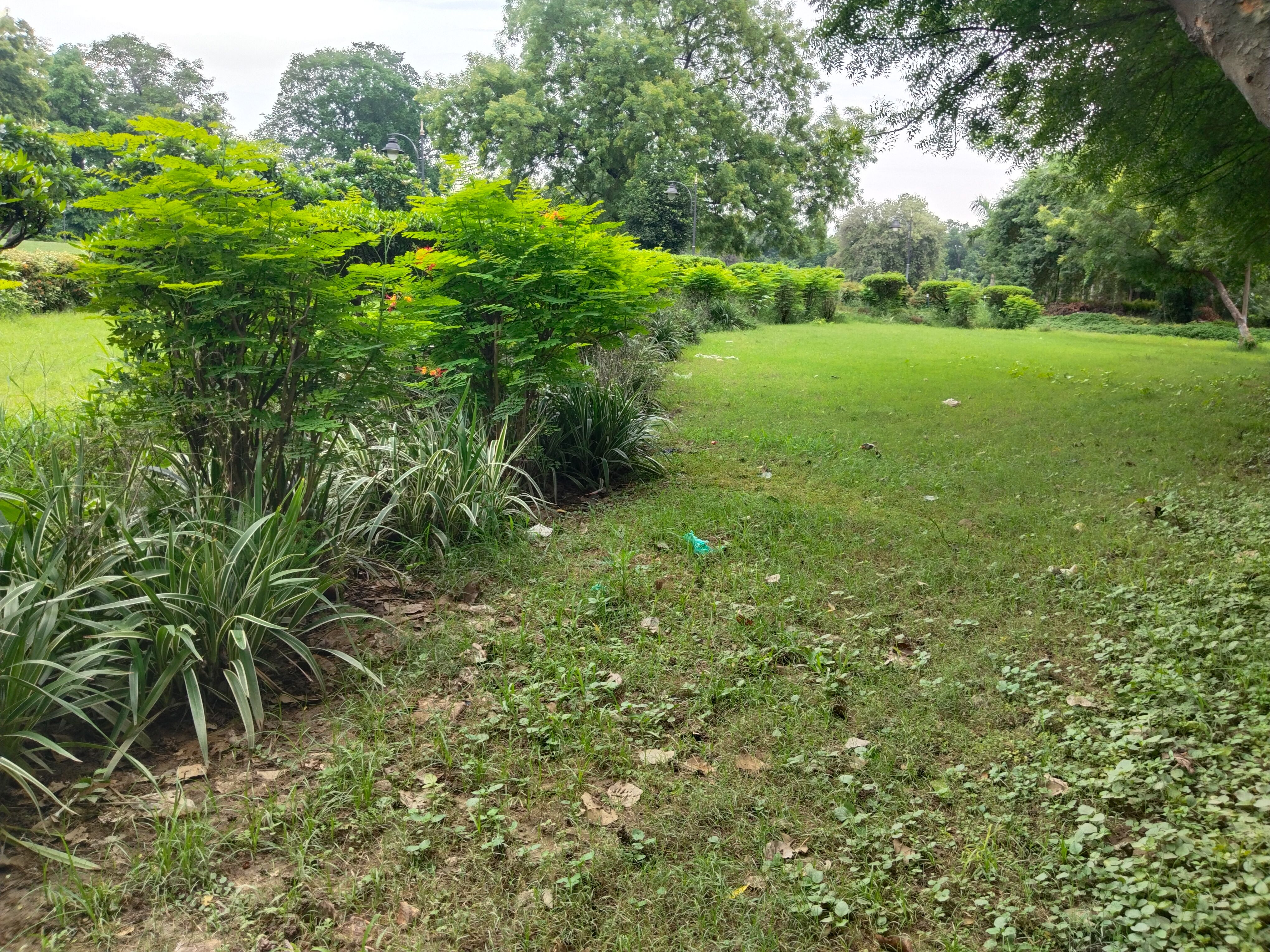 trees grounds management