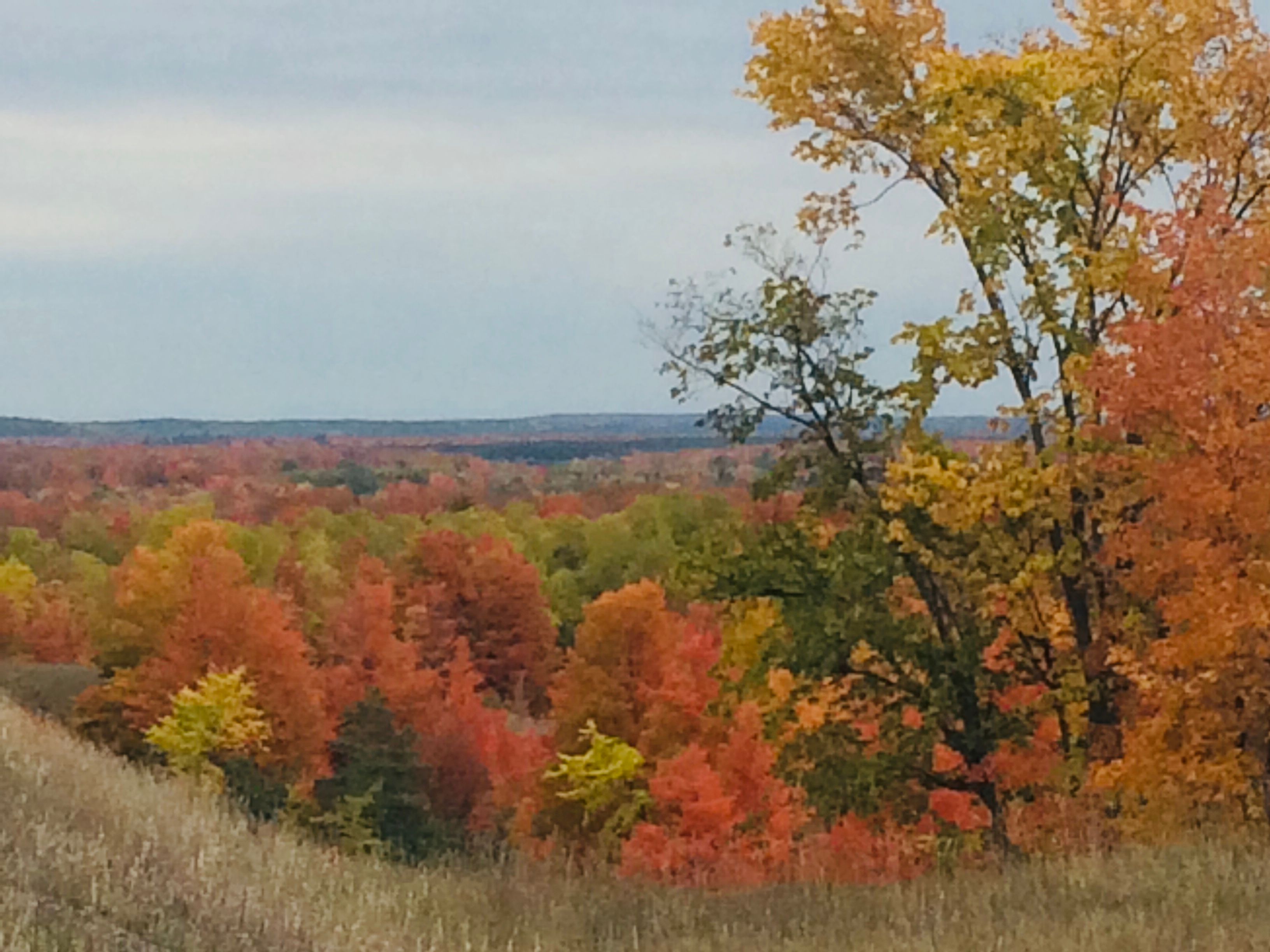 saint johns michigan