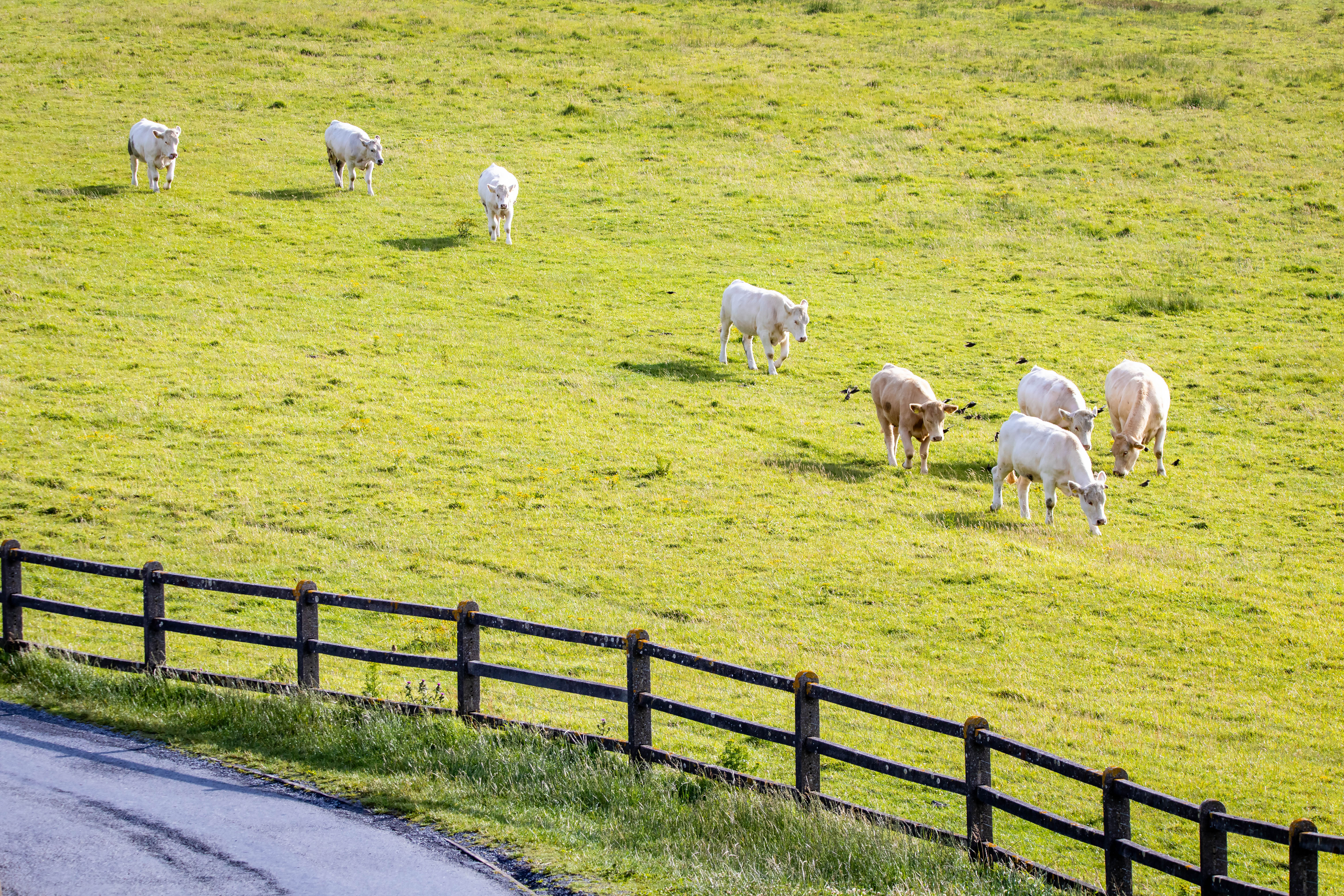 Cattle herd on green fields walking at sunny summer day Cattle herd on green fields walking at sunny summer day