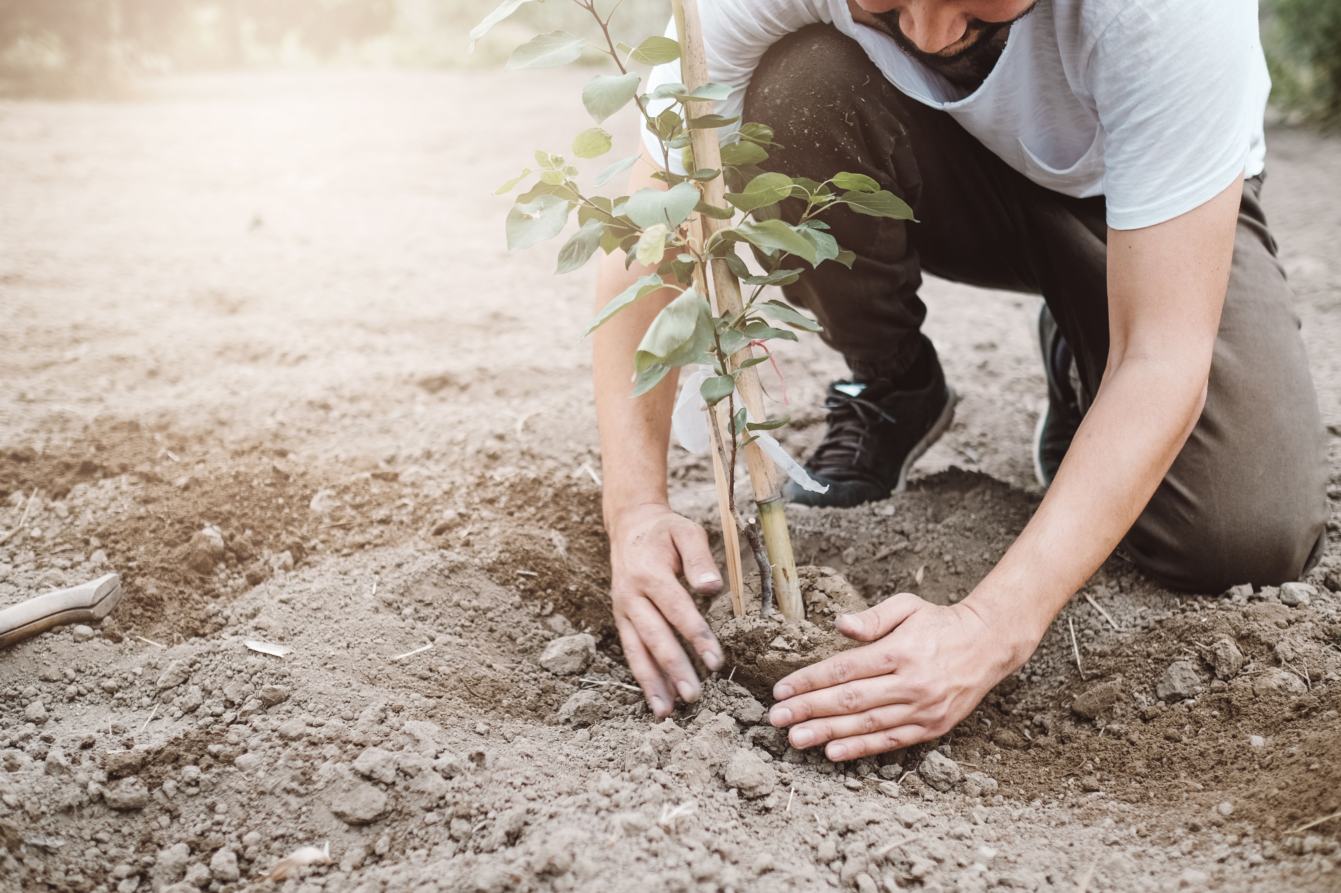 students planting trees