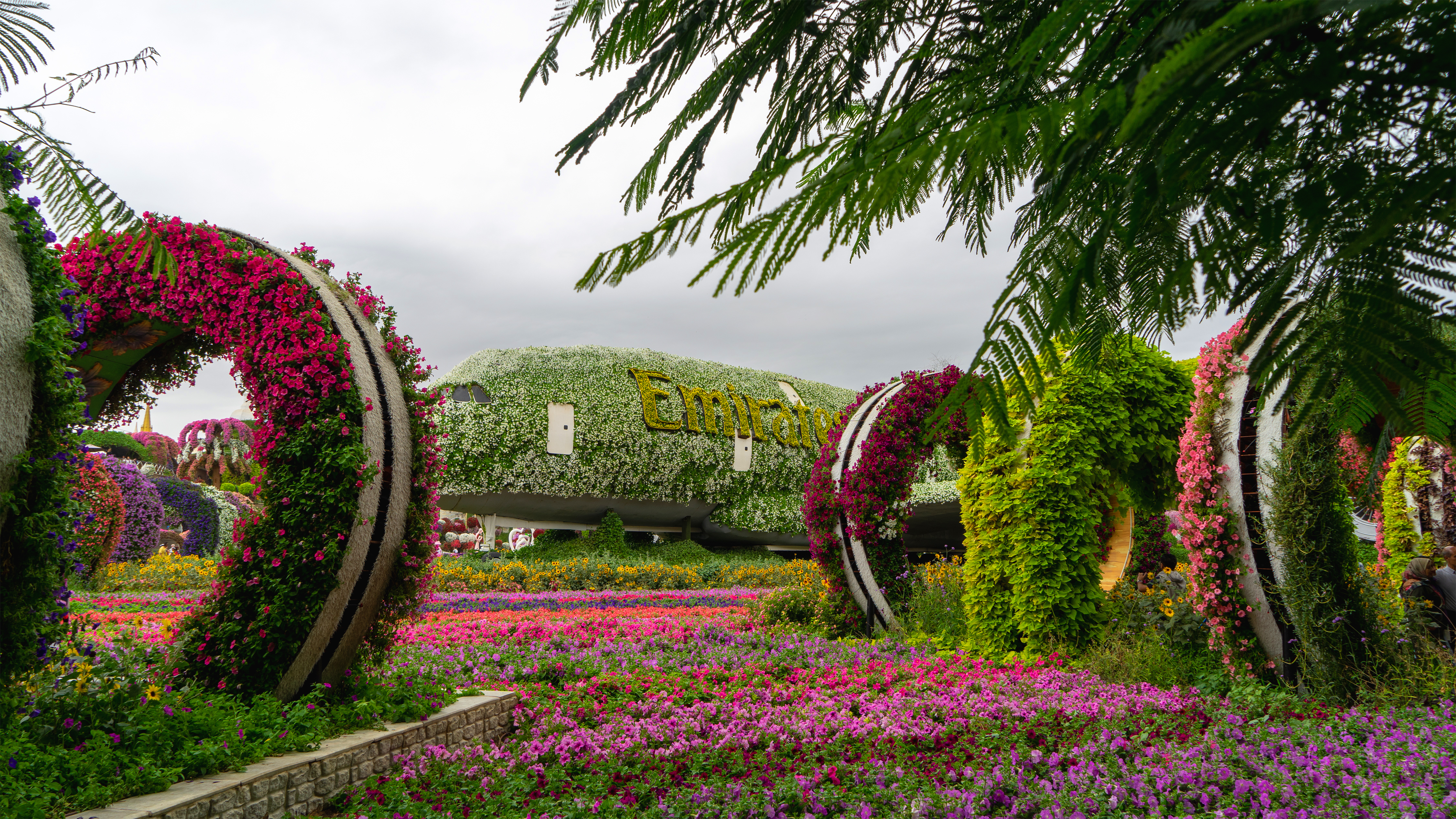 Flower beds with petunia flowers in miracle garden in Dubai, United Arab Emirates