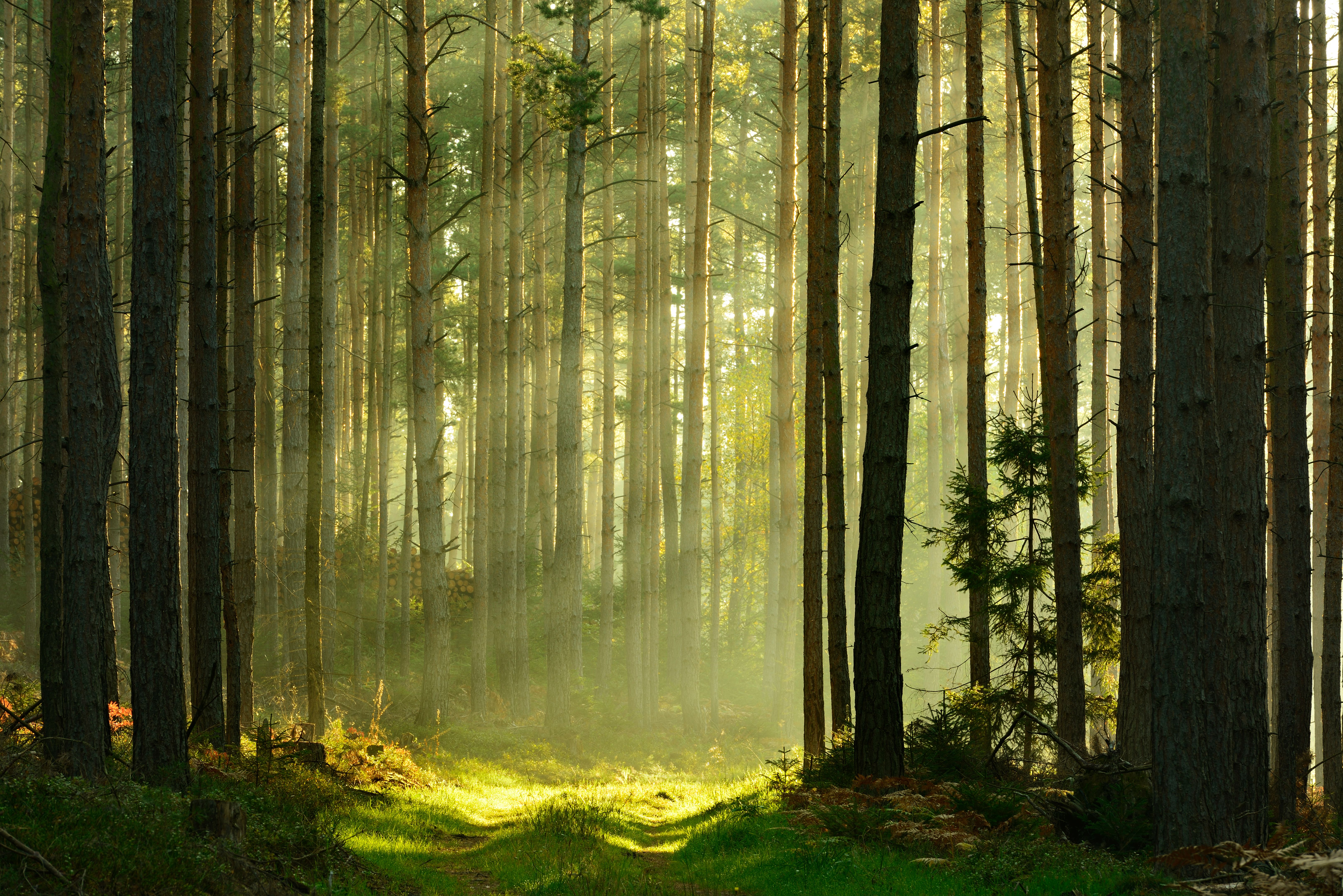 nature trail