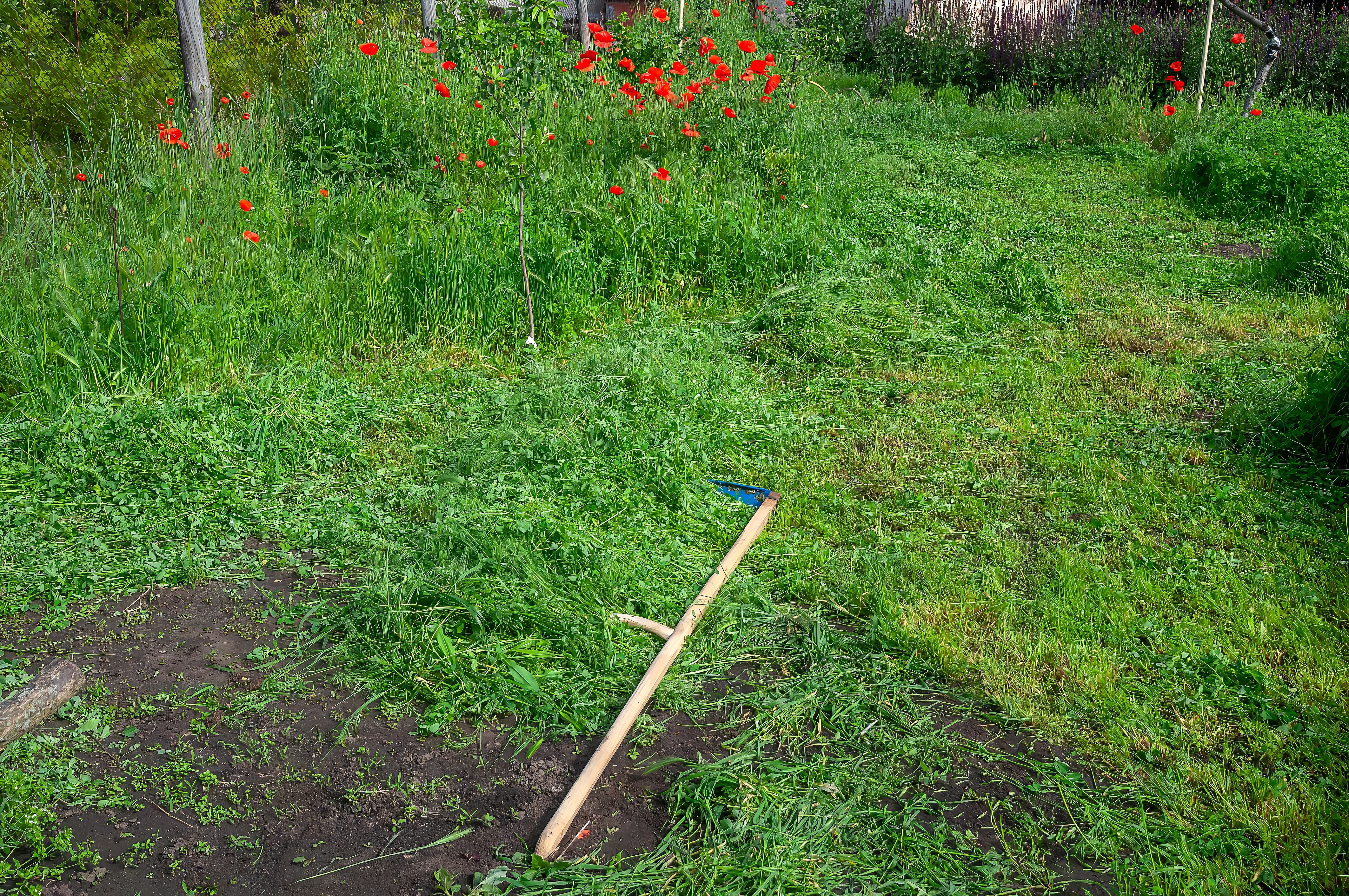 eco-friendly lawn care