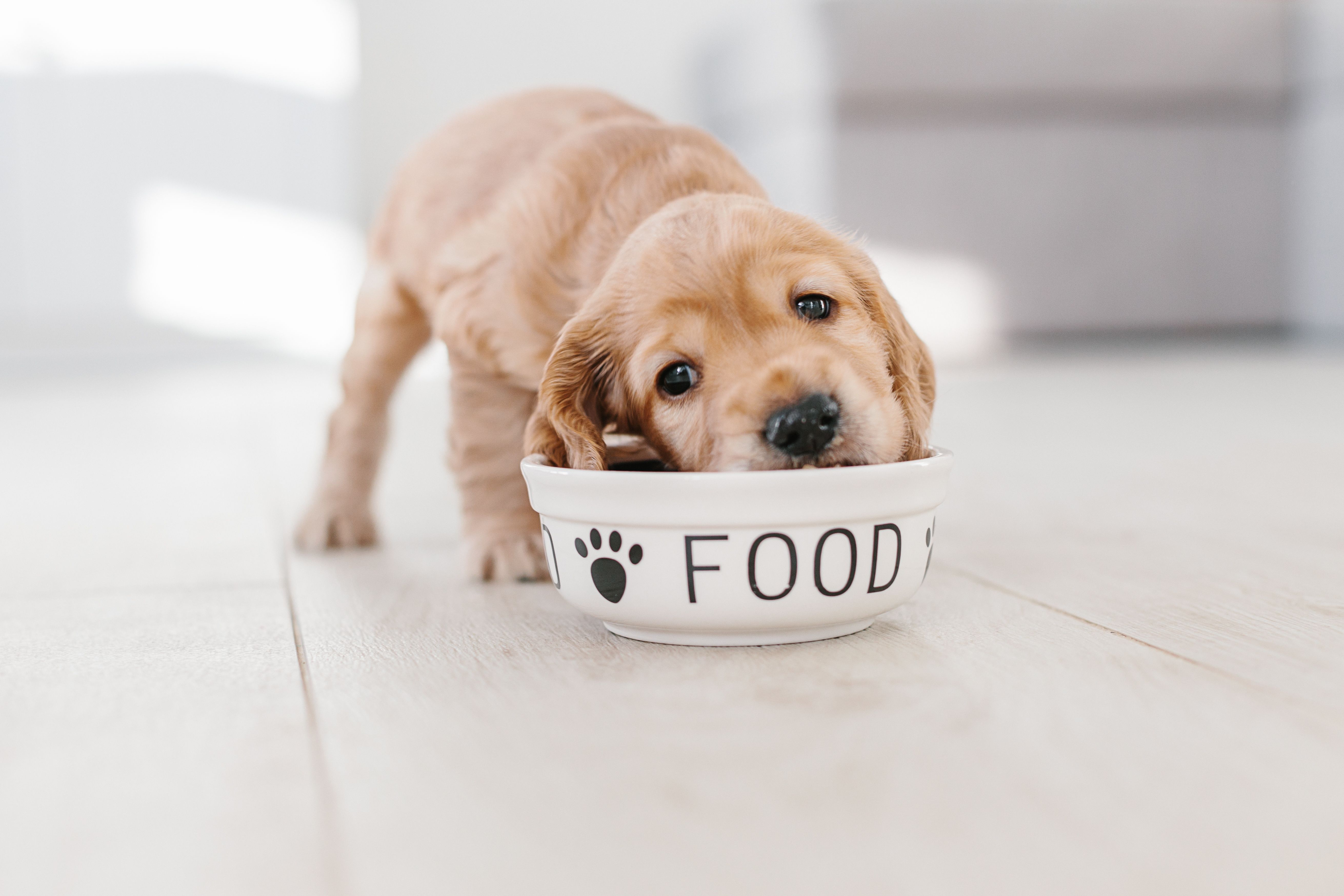 puppy food