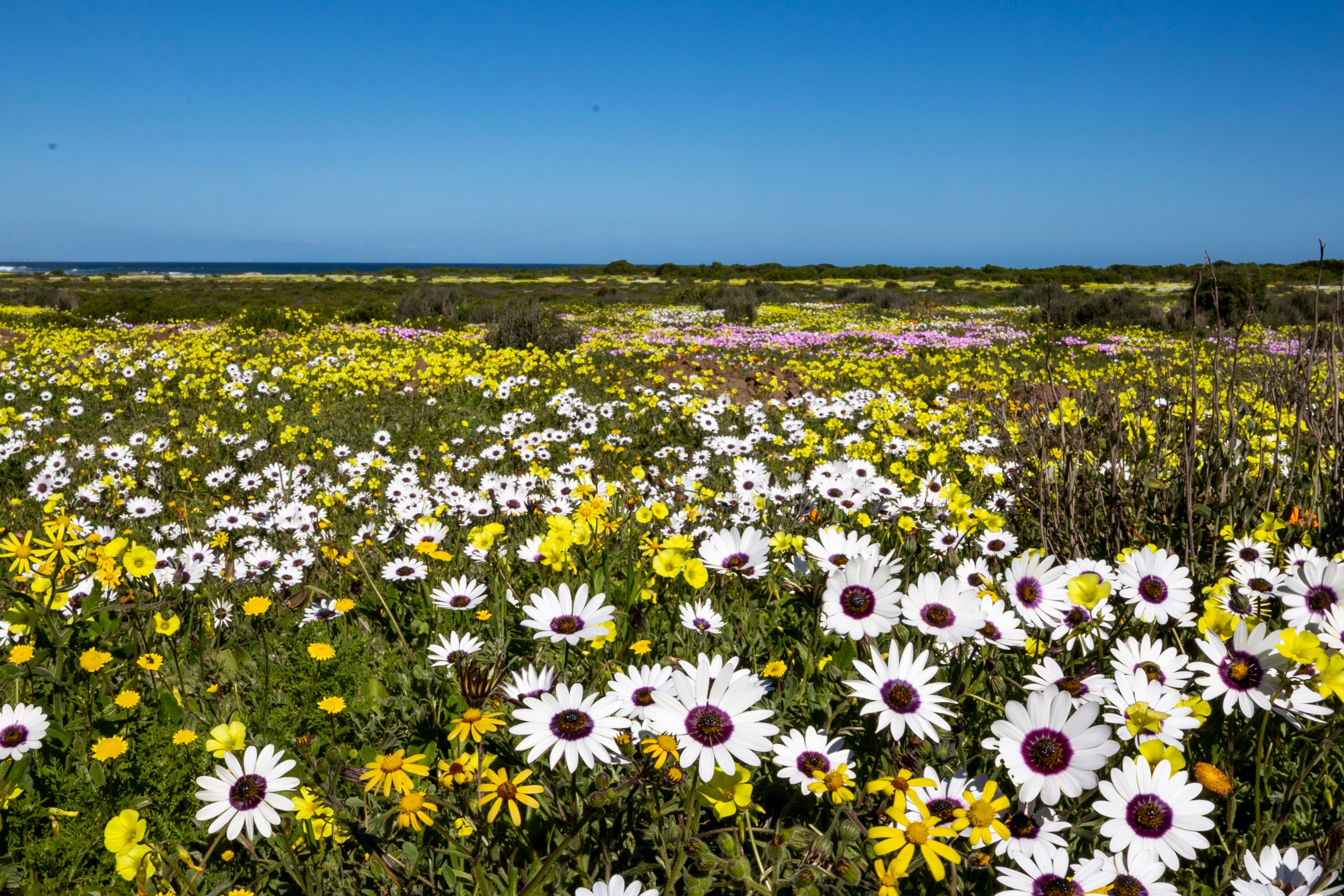 spring flowers South Africa