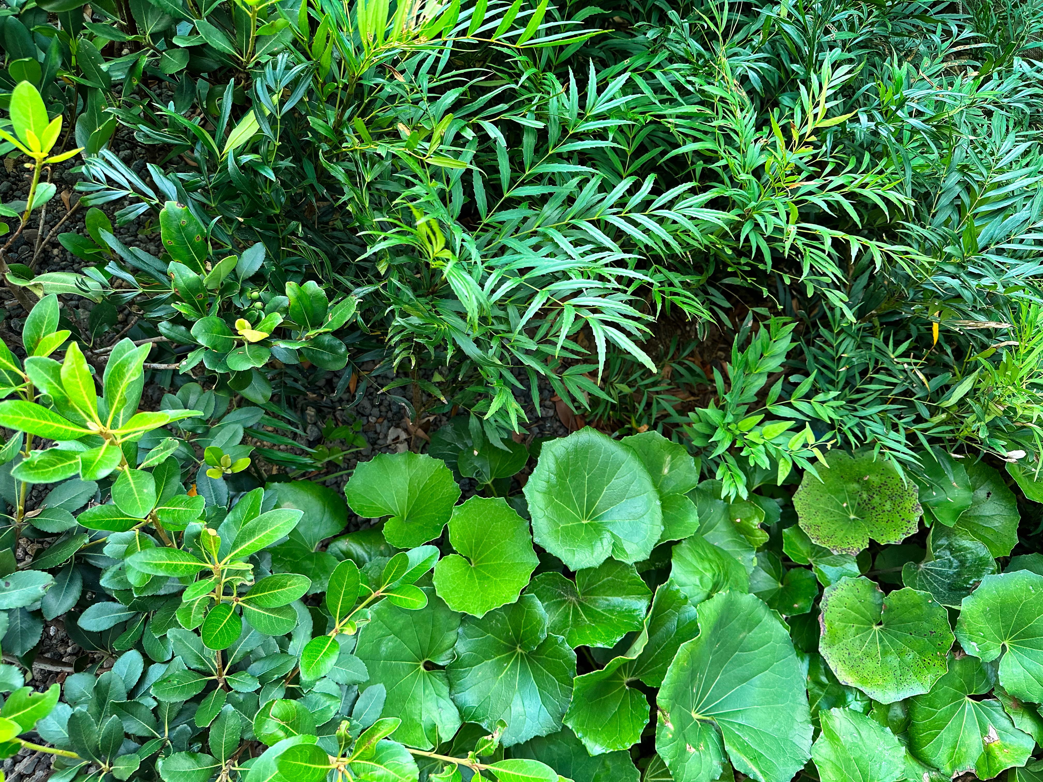 green garden plants