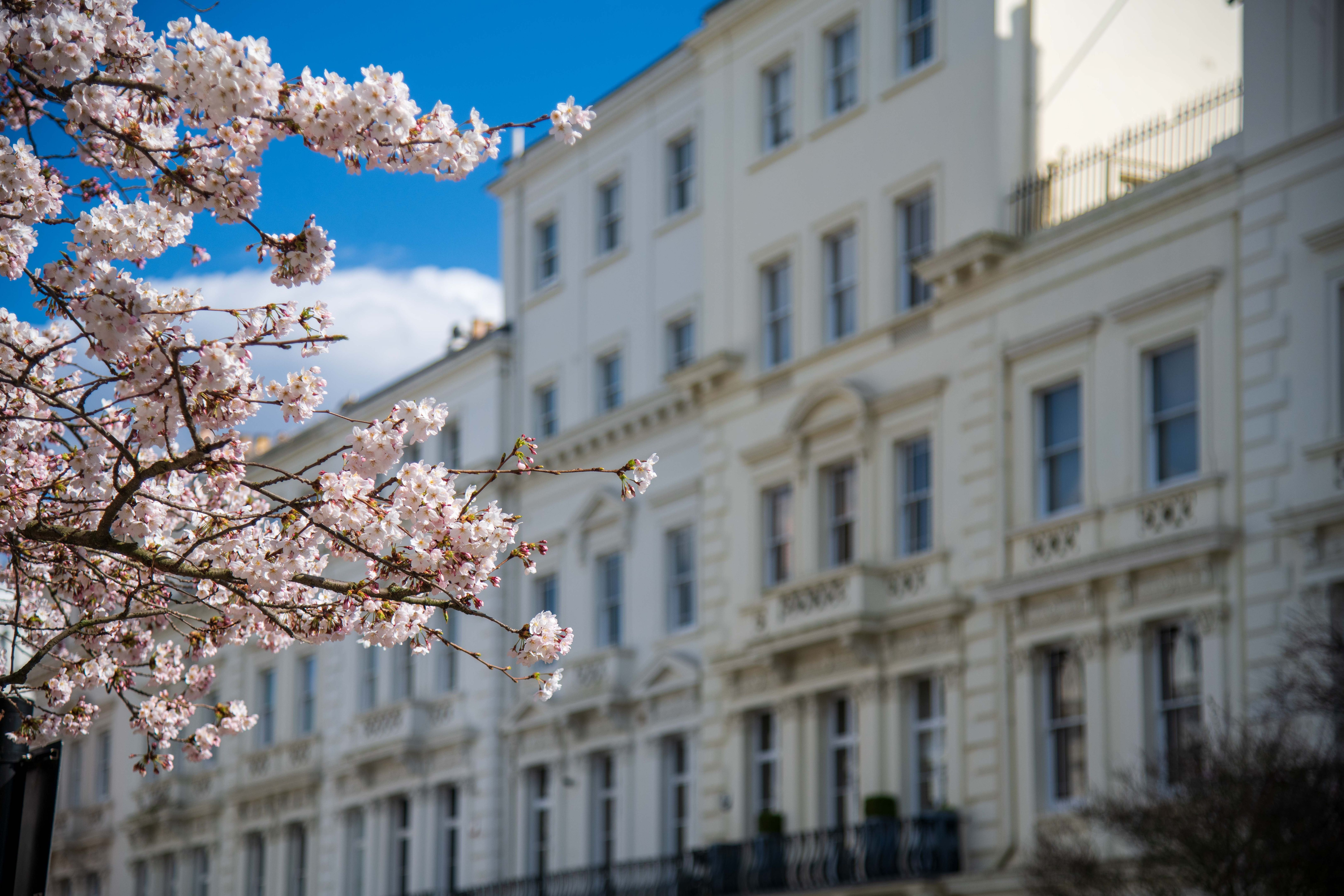 cherry blossoms London