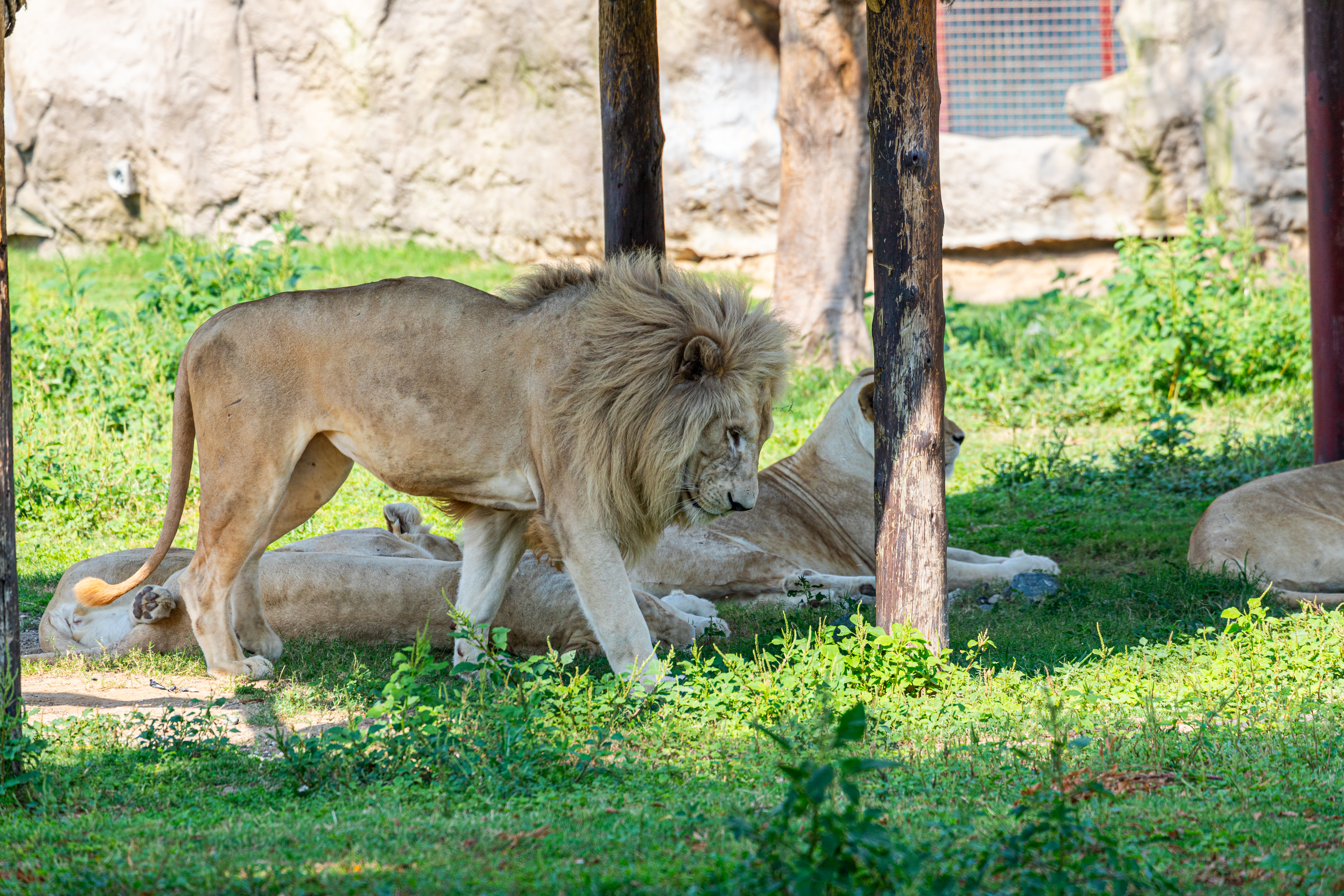 Male Lion Passing By Sleeping Lionesses