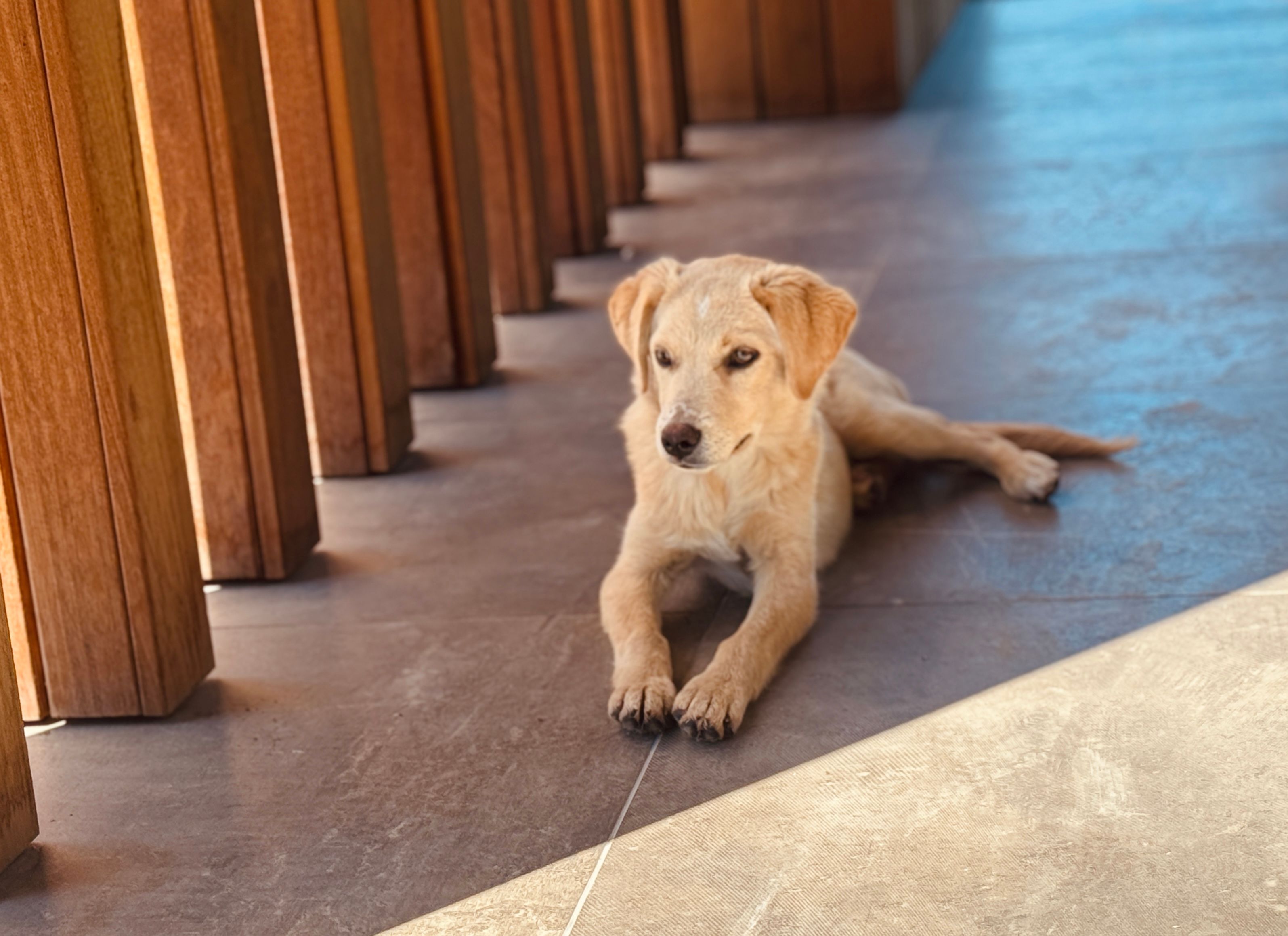 dog resting in shade