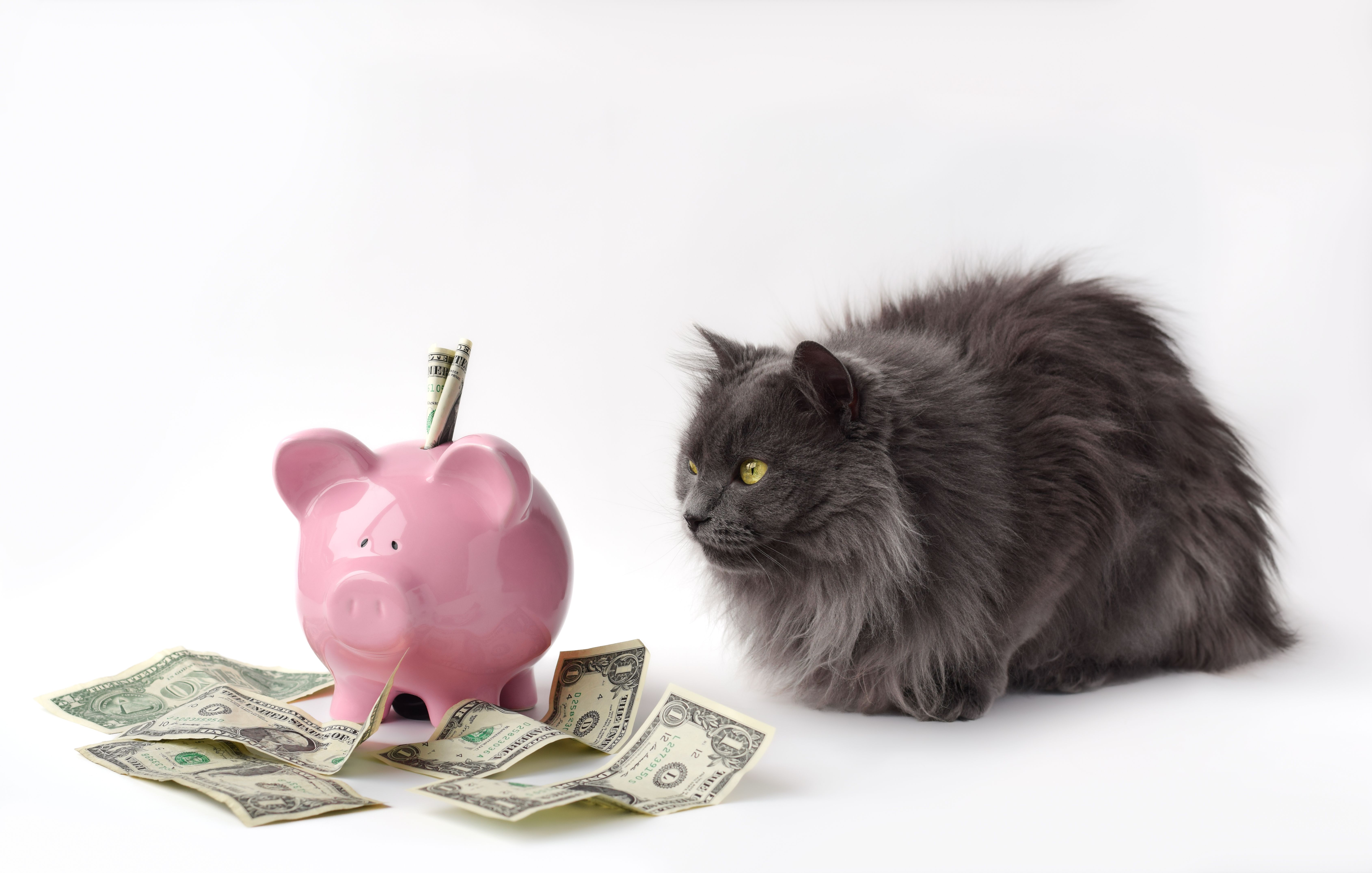 pet insurance cost