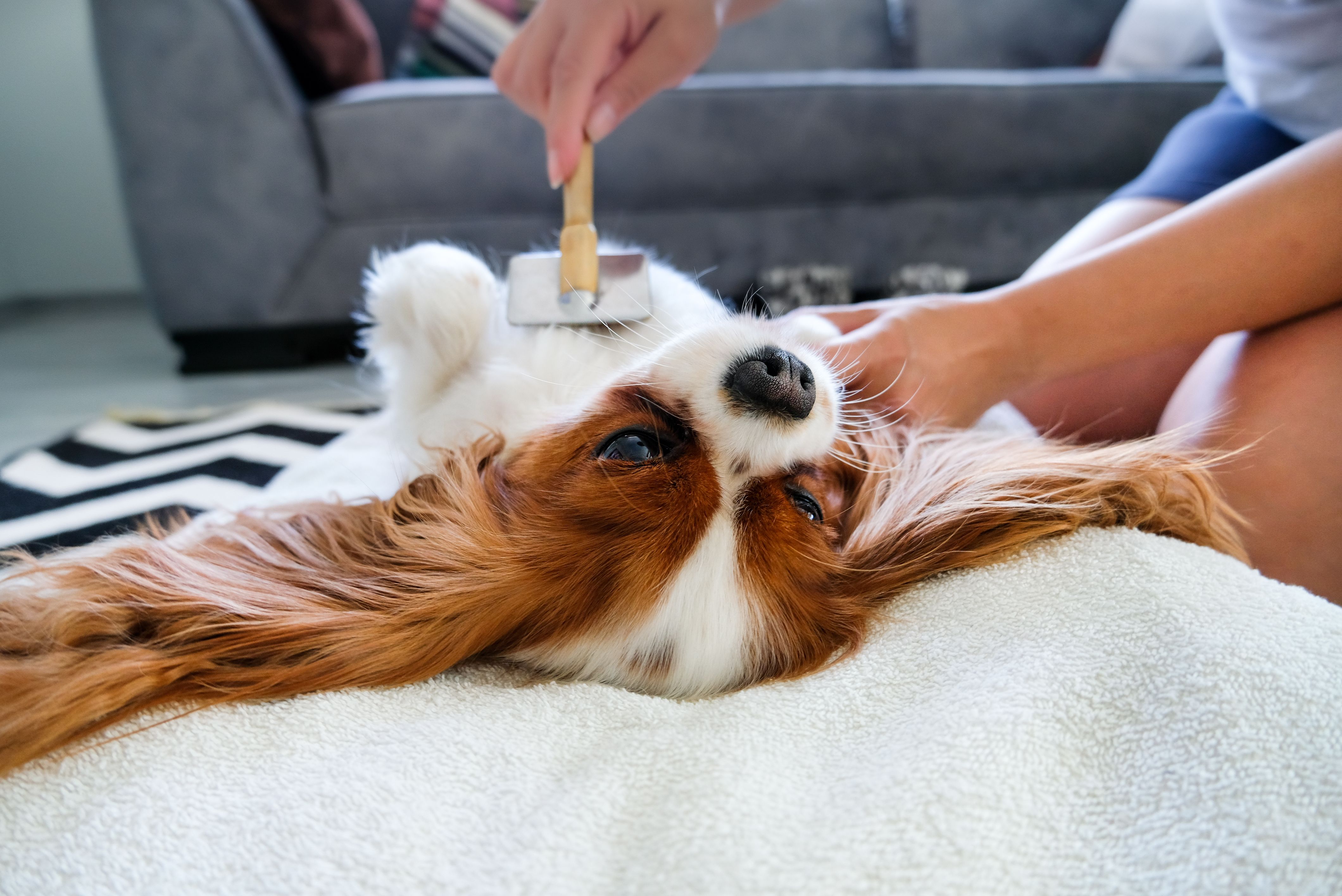 pet brushing