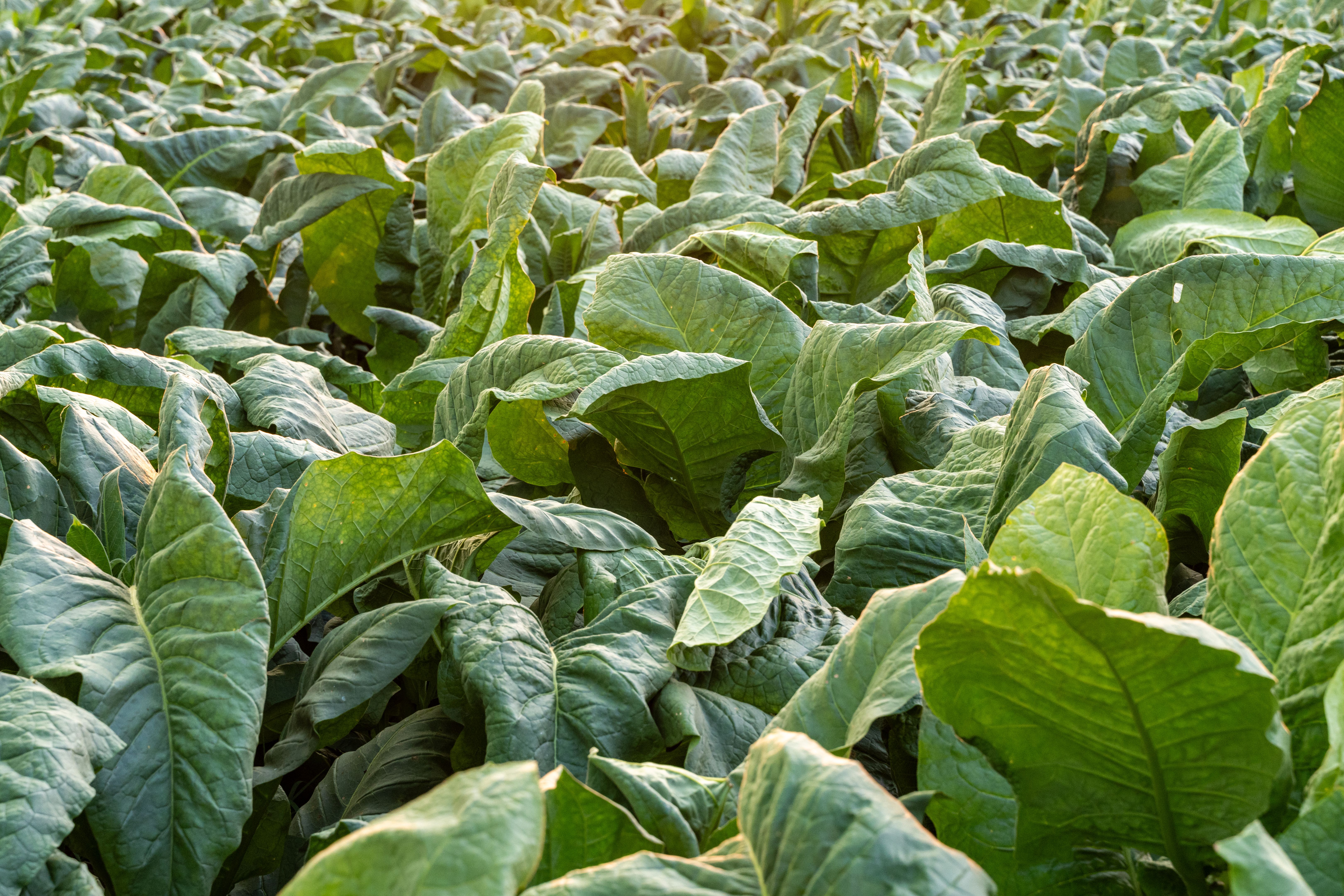 organic tobacco field