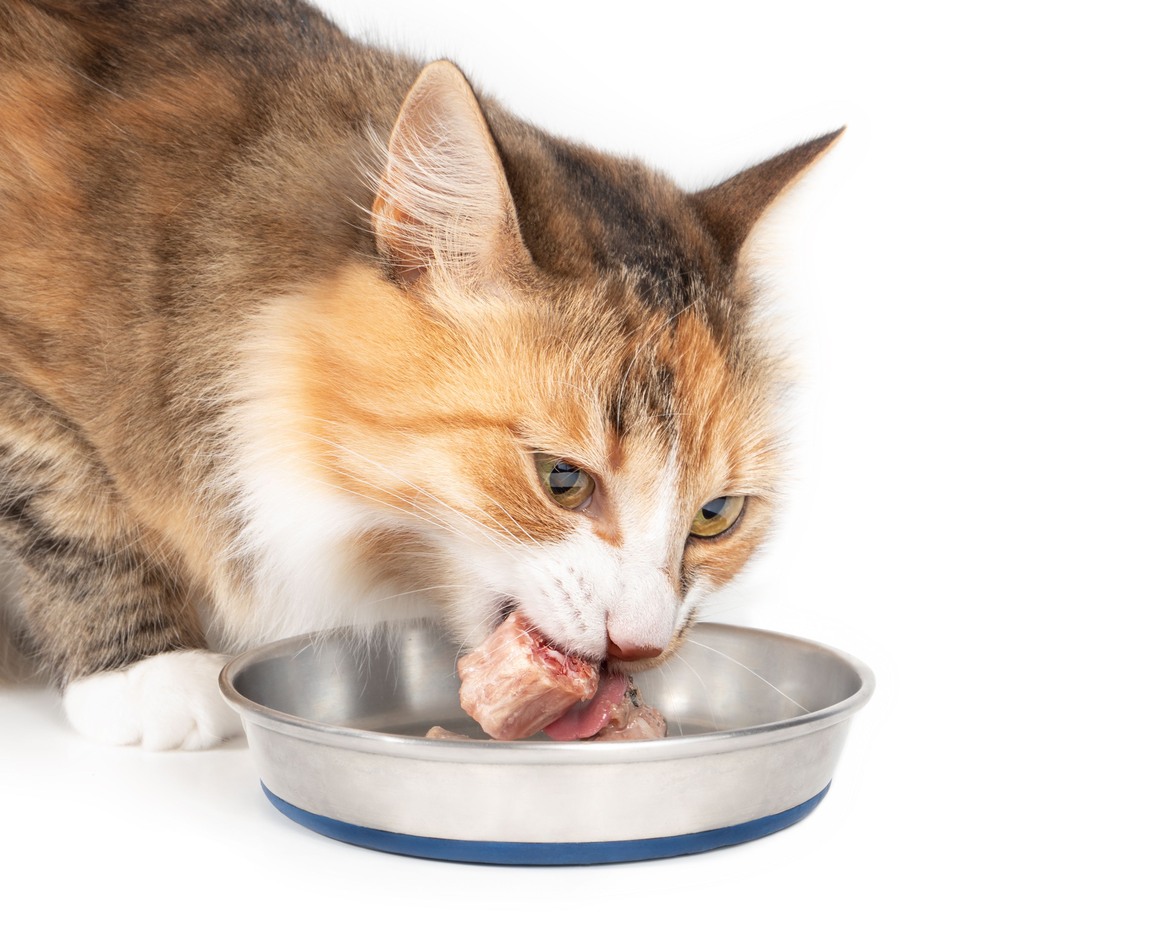 Cat eating a raw chicken neck piece out of a pet food dish.