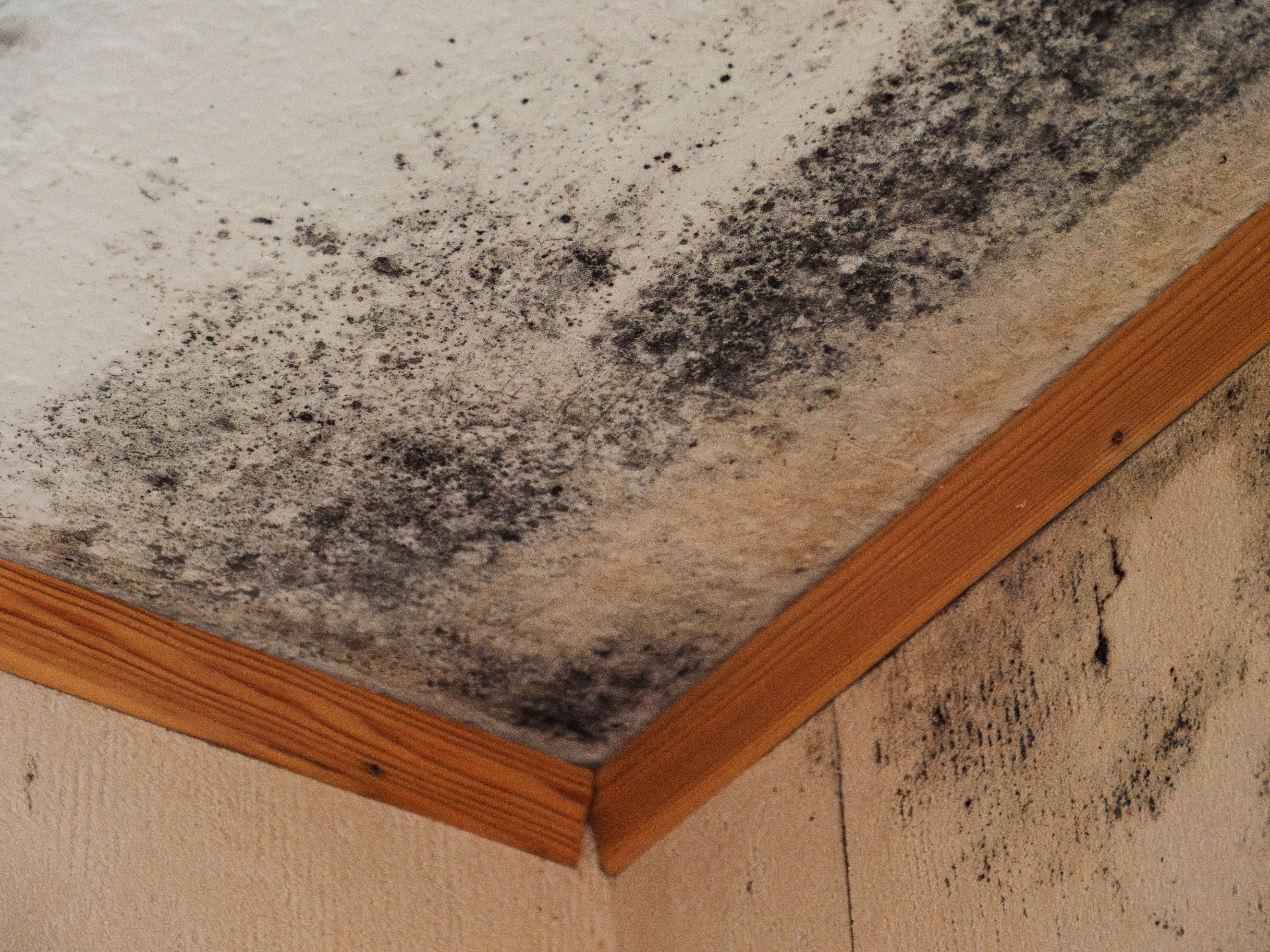 identify mold
