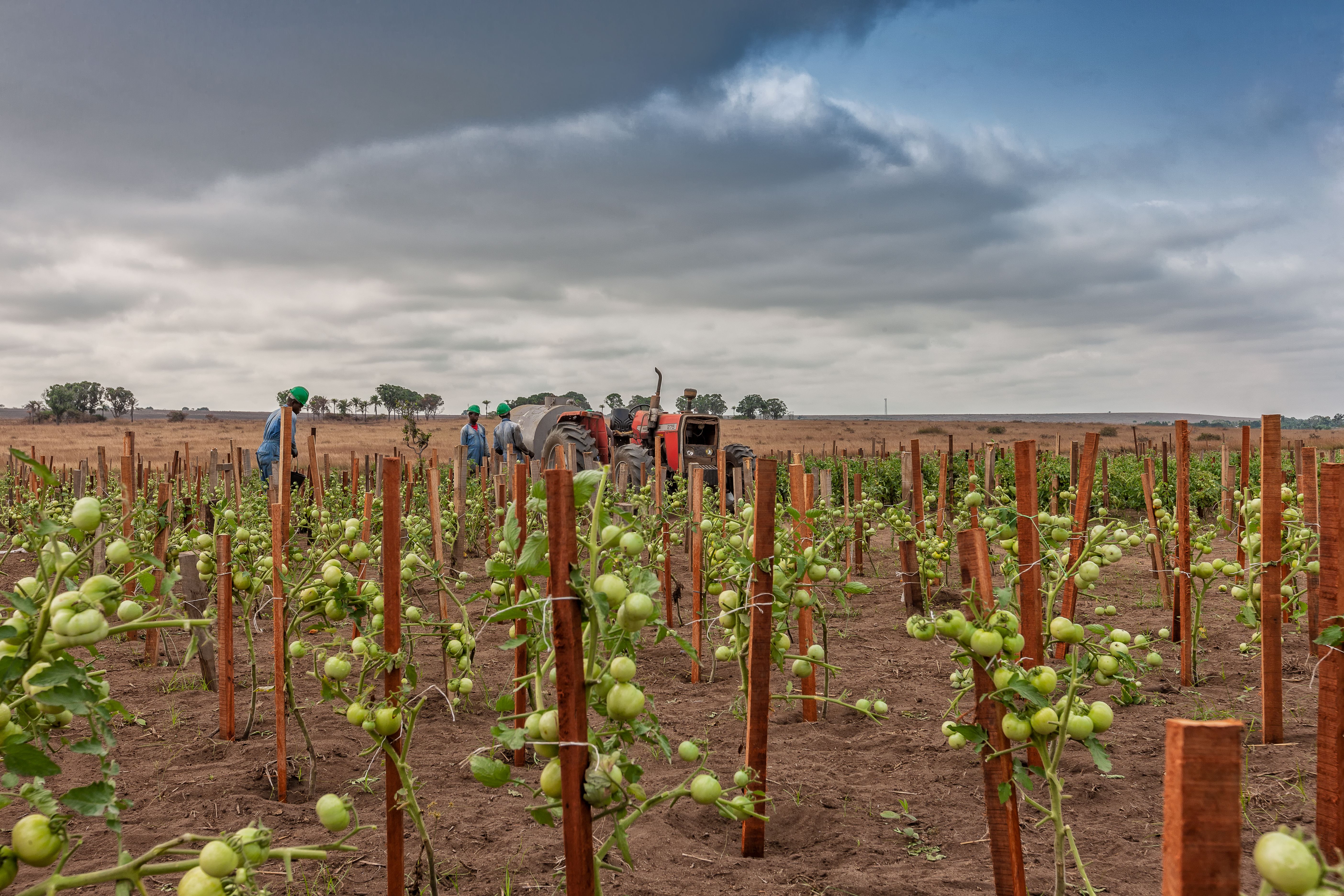 angolan agriculture angolan agriculture