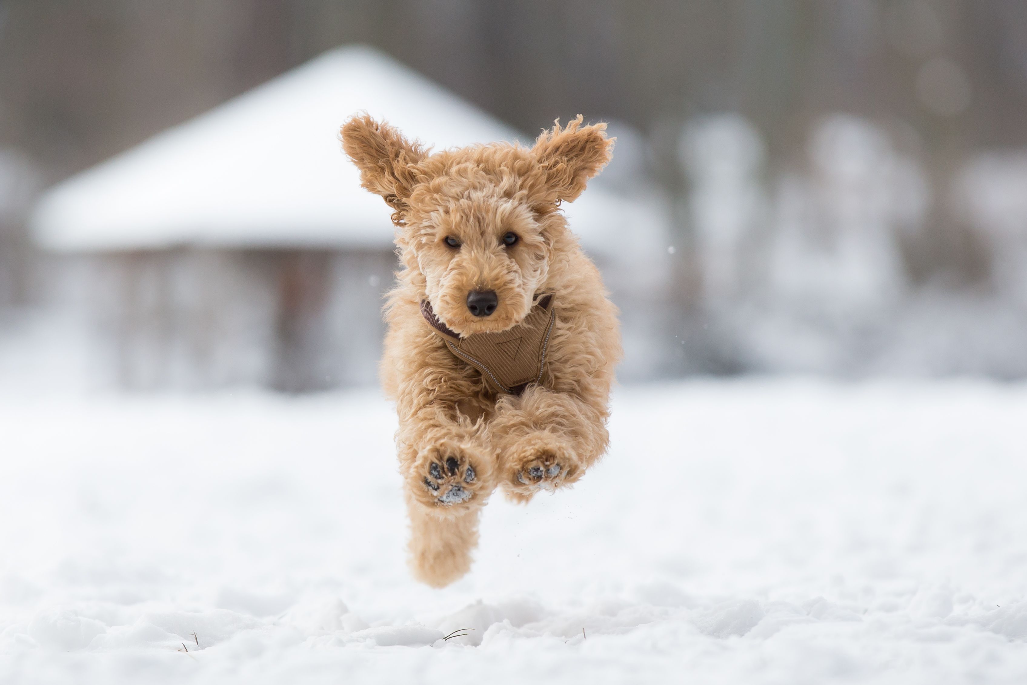 puppy winter