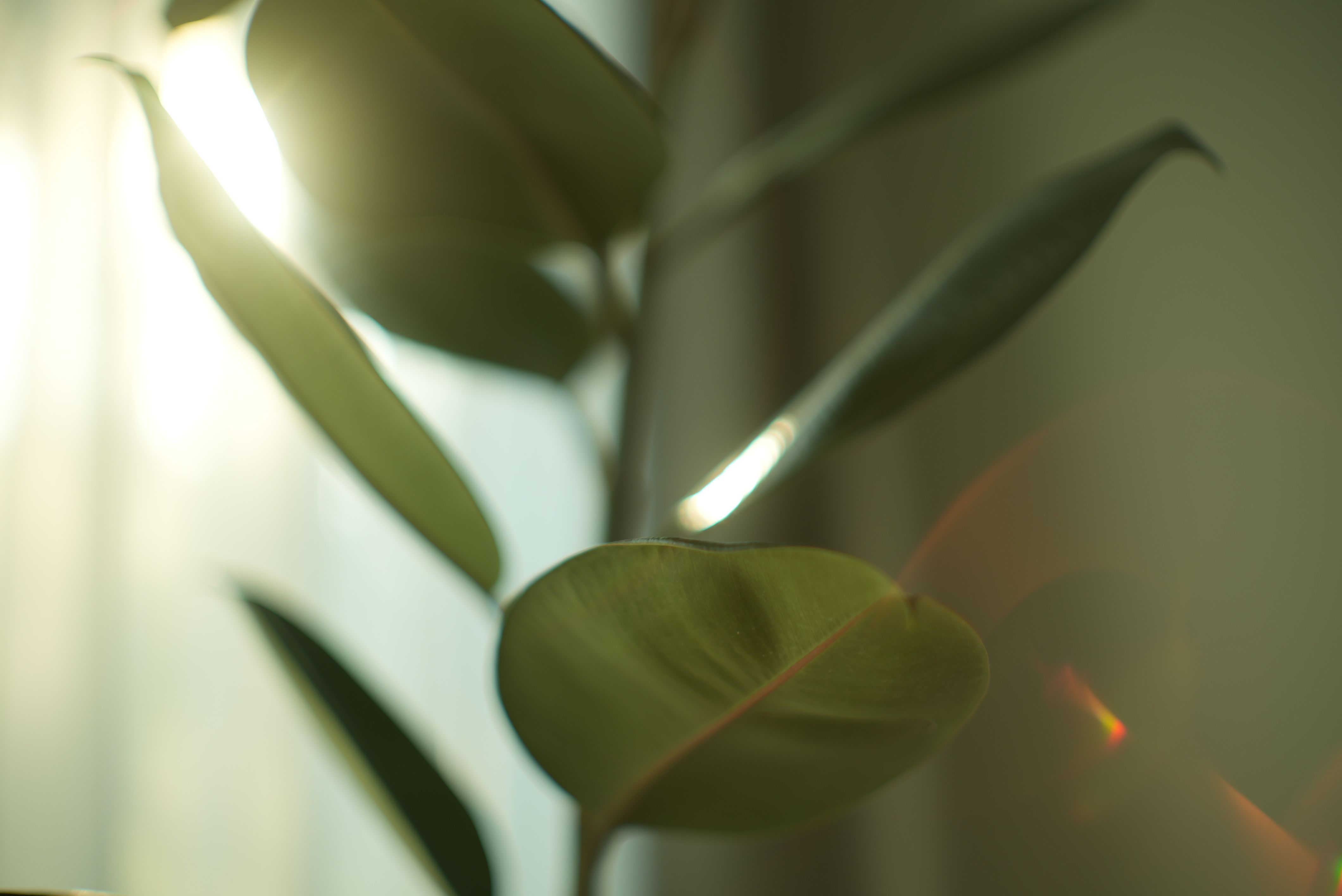 indoor plant selection