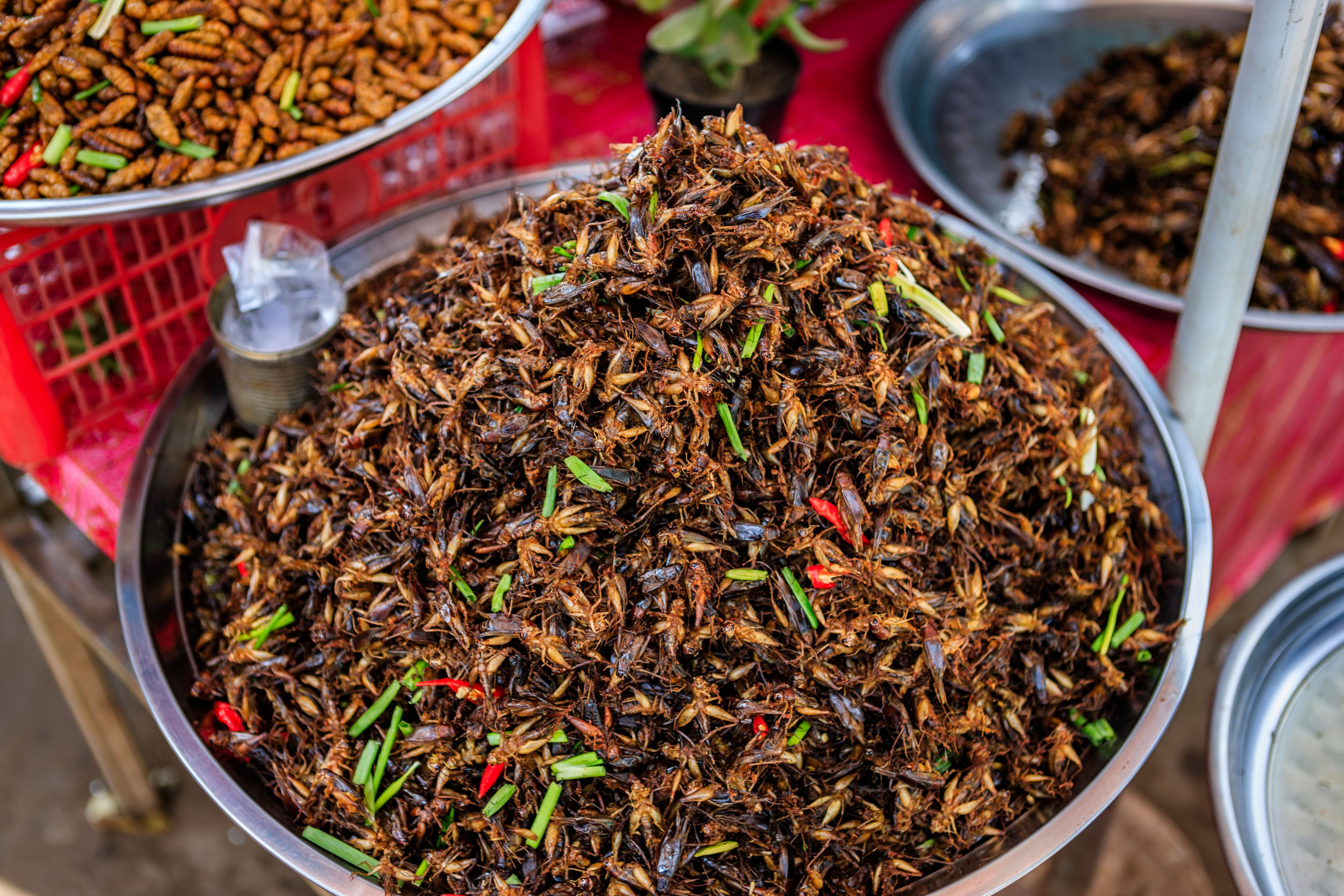 fried tarantula