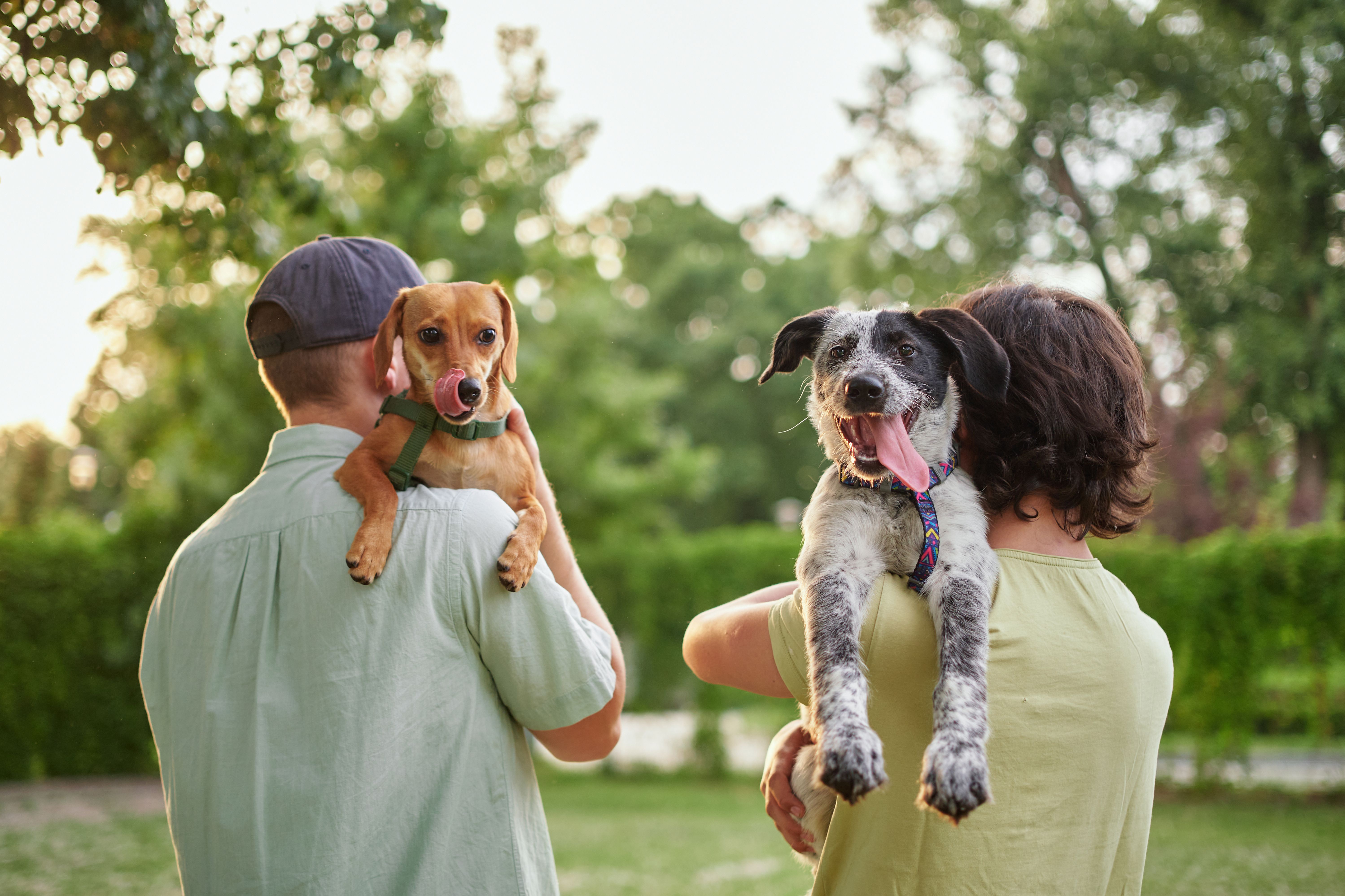 adopted dog family