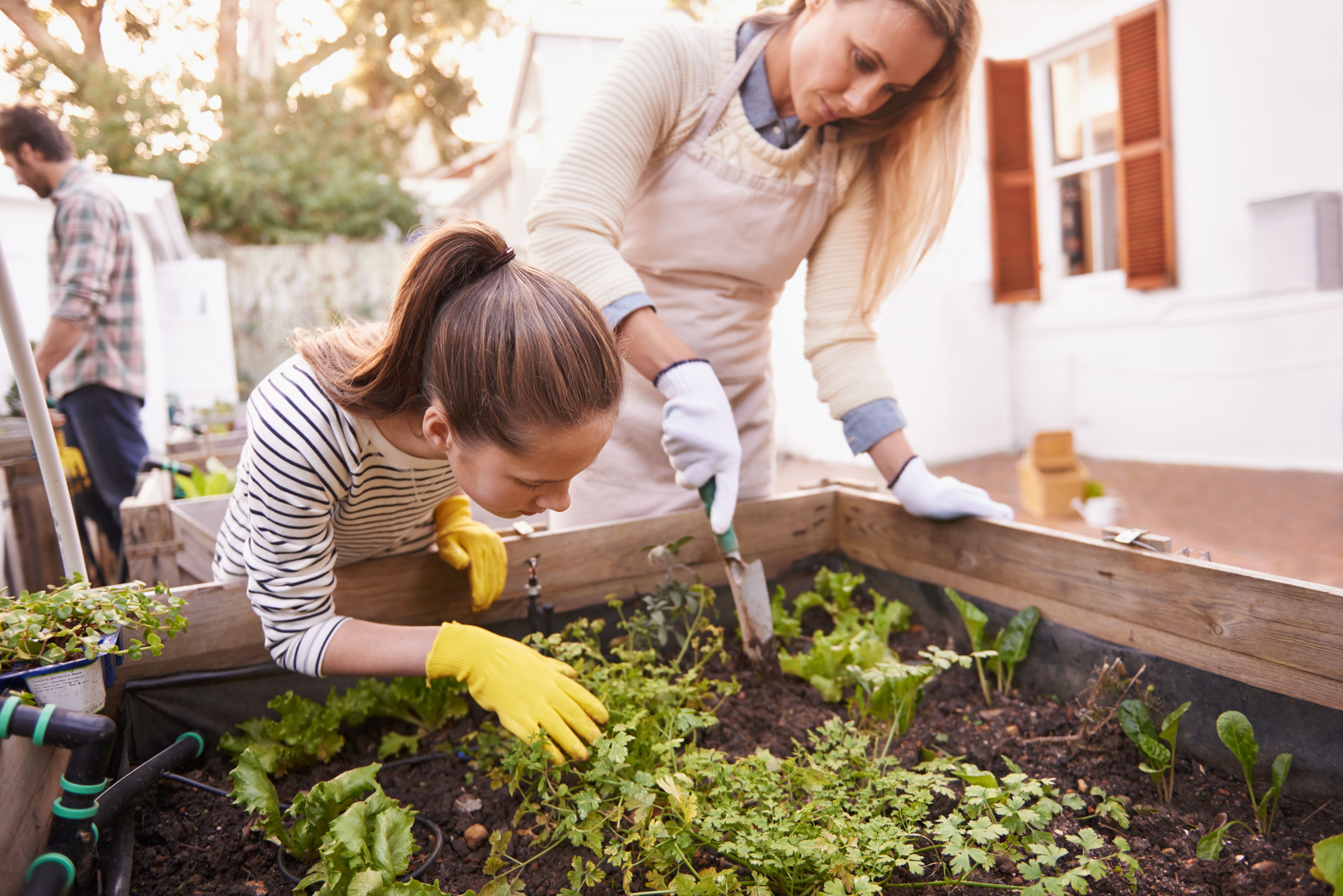 anak-anak berkebun