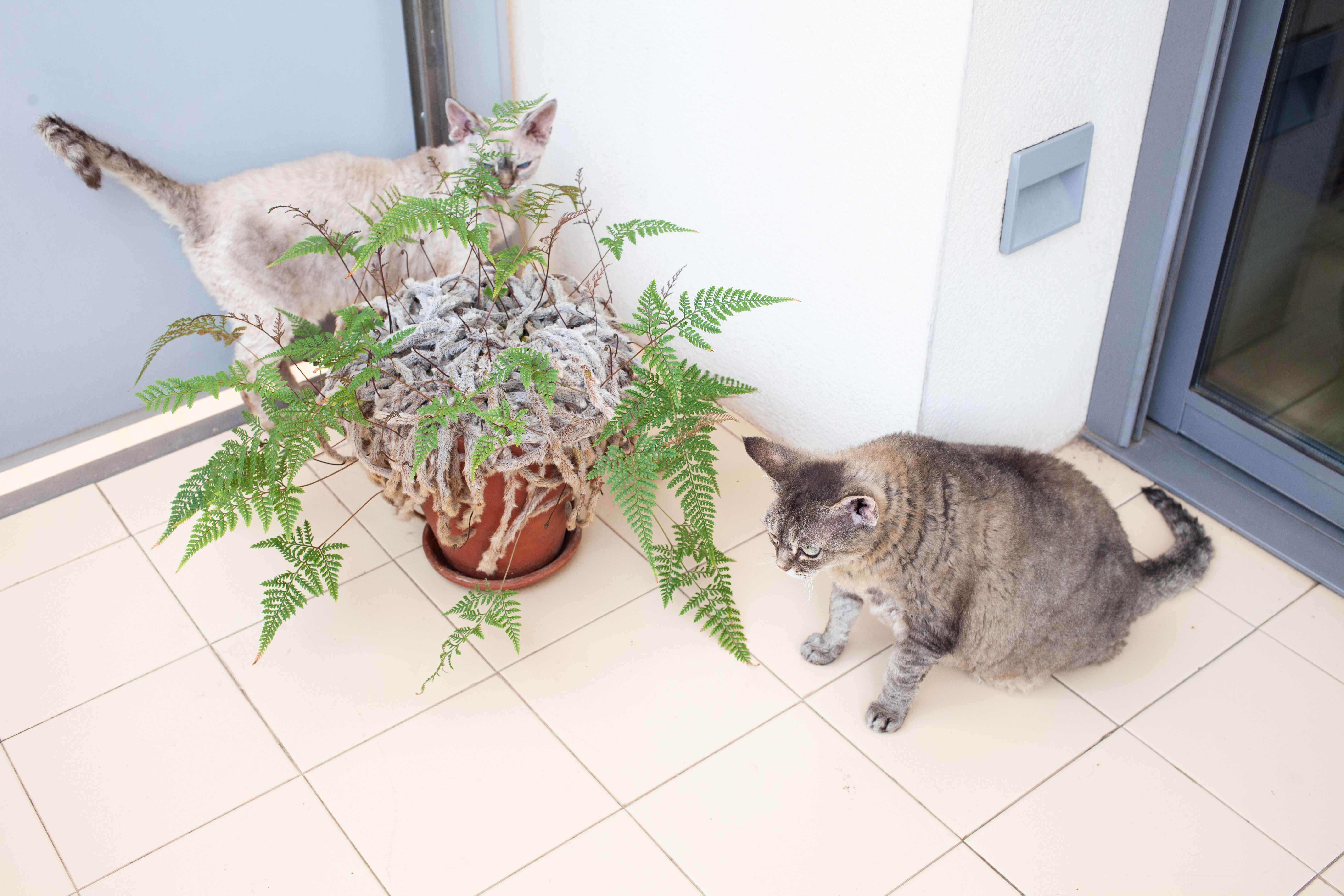 pet-friendly flooring