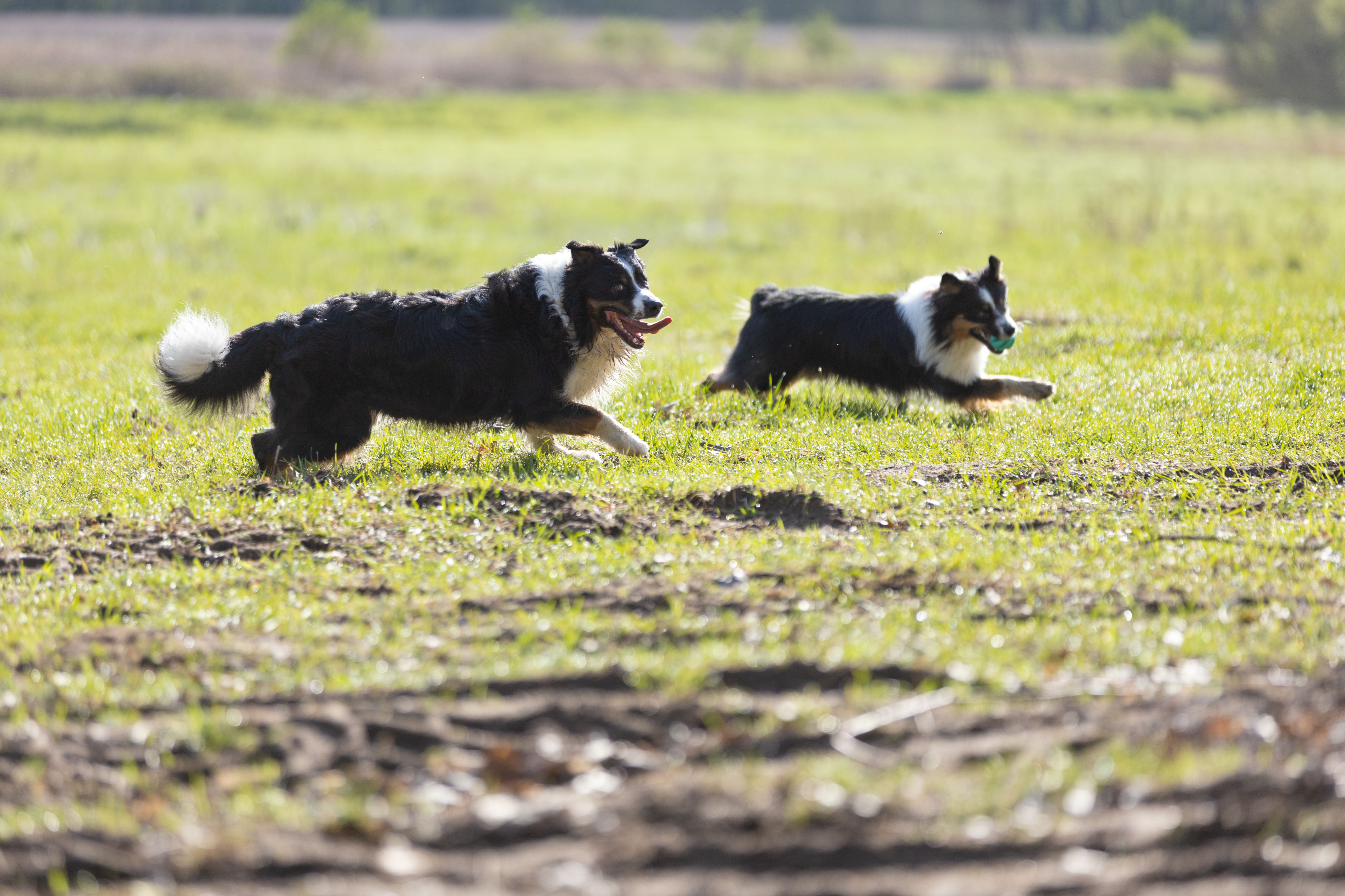 australian shepherd exercise