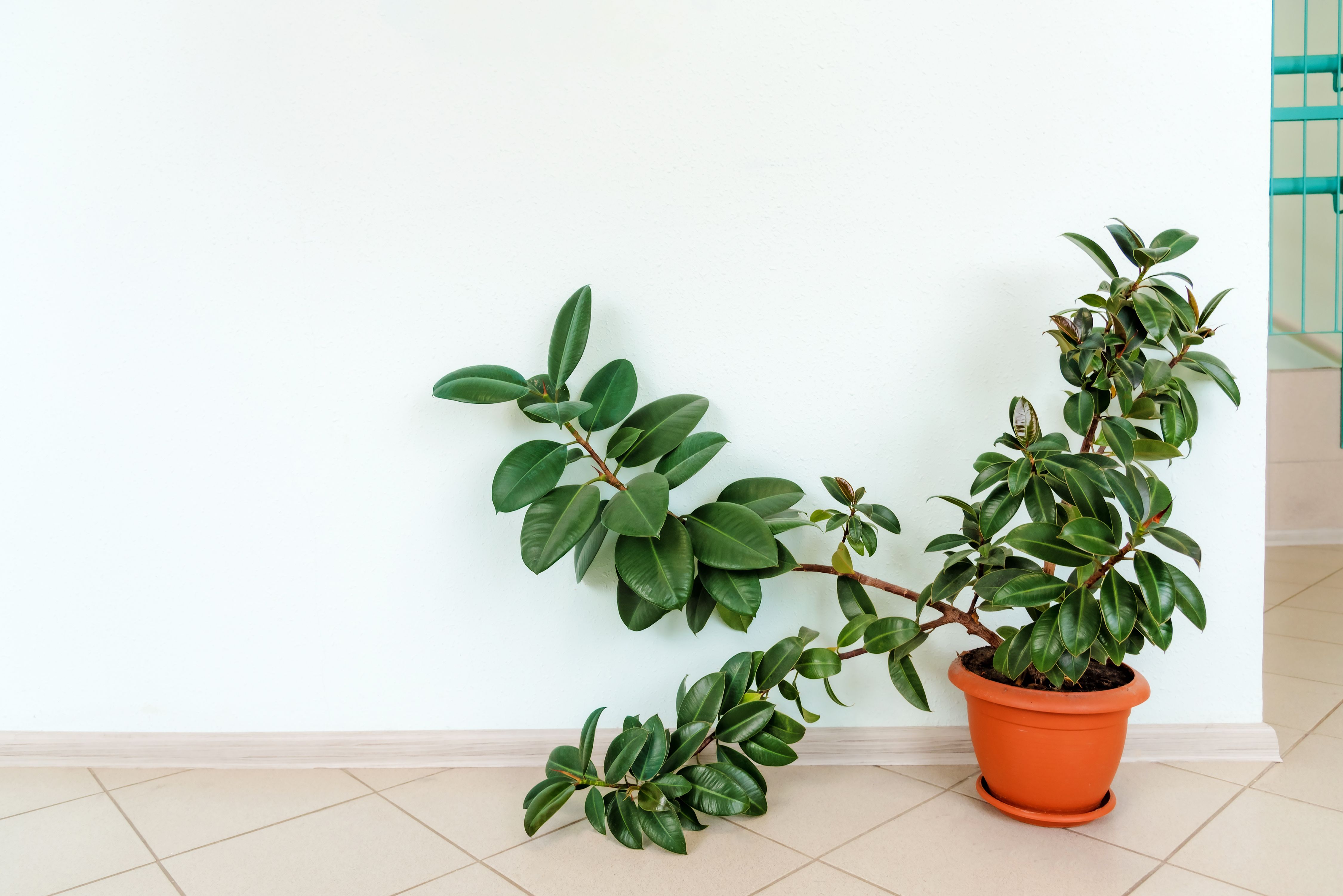 rubber plant office